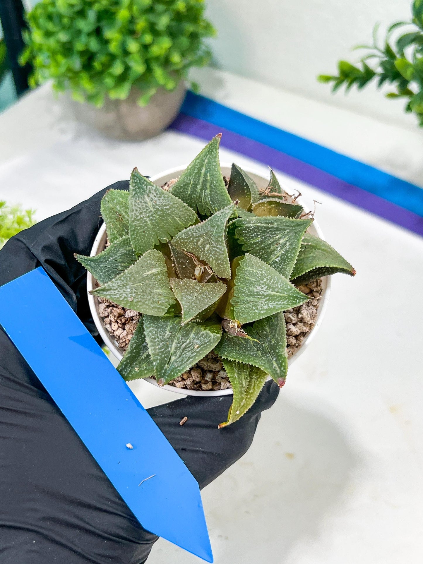 Haworthia Aluminum Star or Lu Zhi Xing (H3D) | Imported Succulent