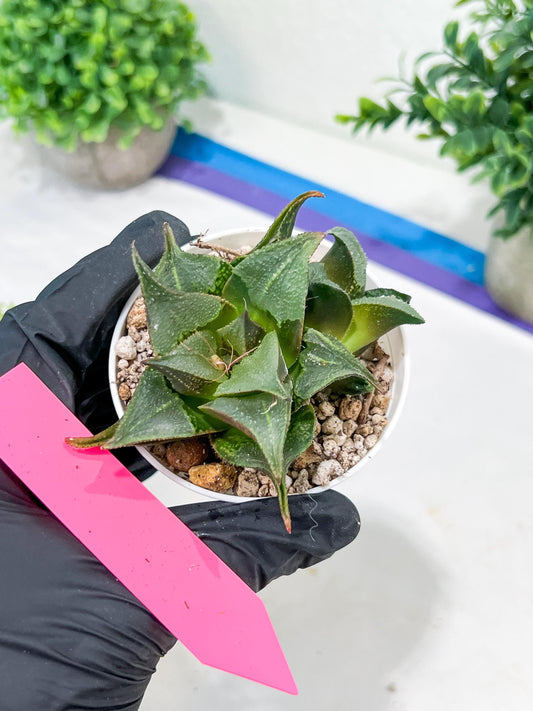 Haworthia Drinking Wine Or JiuTun (H3F) | hard to find in the US