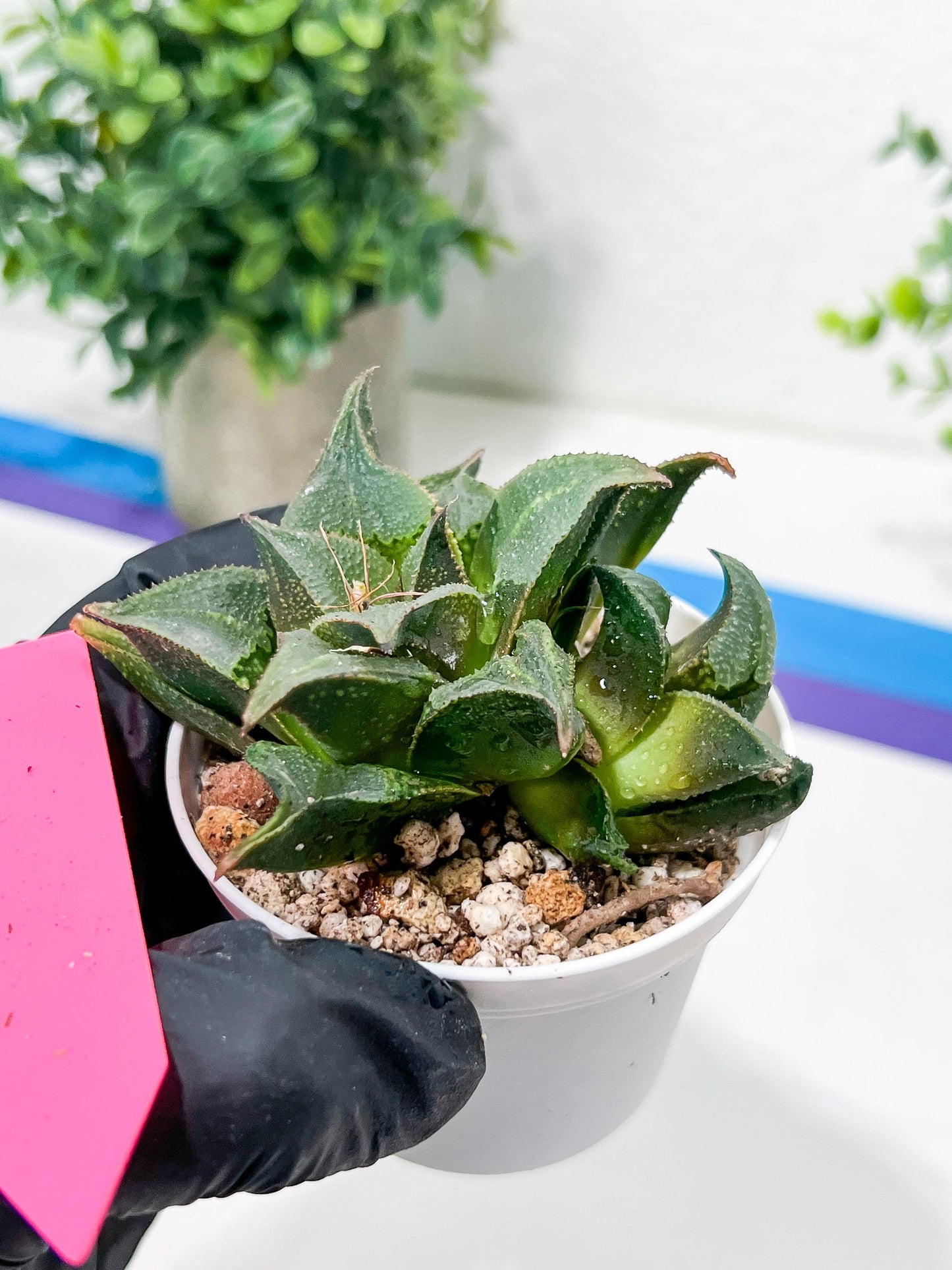 Haworthia Drinking Wine Or JiuTun (H3F) | hard to find in the US