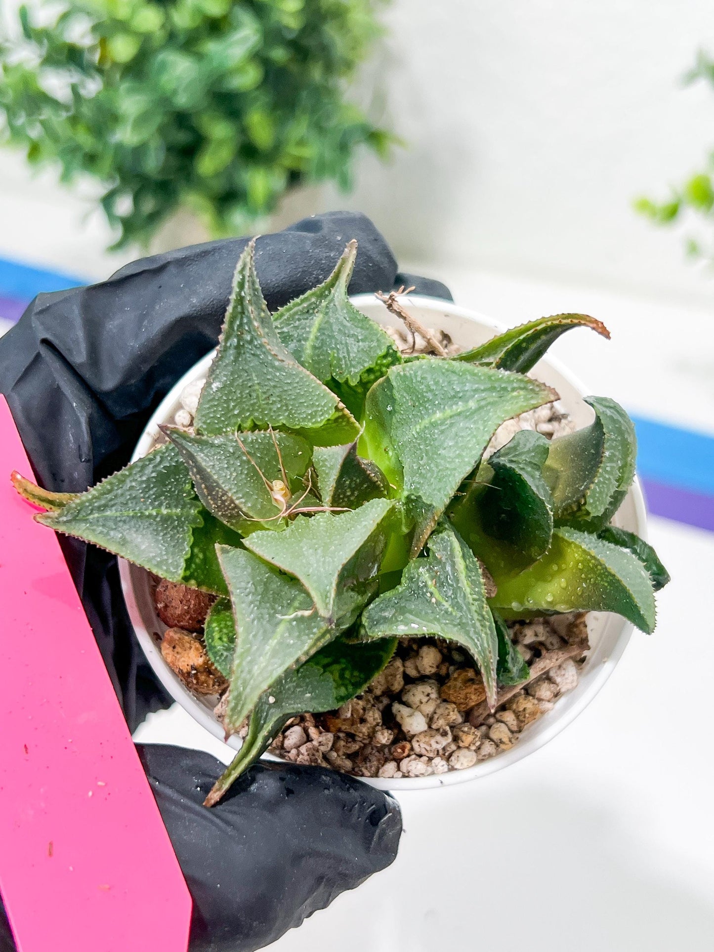 Haworthia Drinking Wine Or JiuTun (H3F) | hard to find in the US