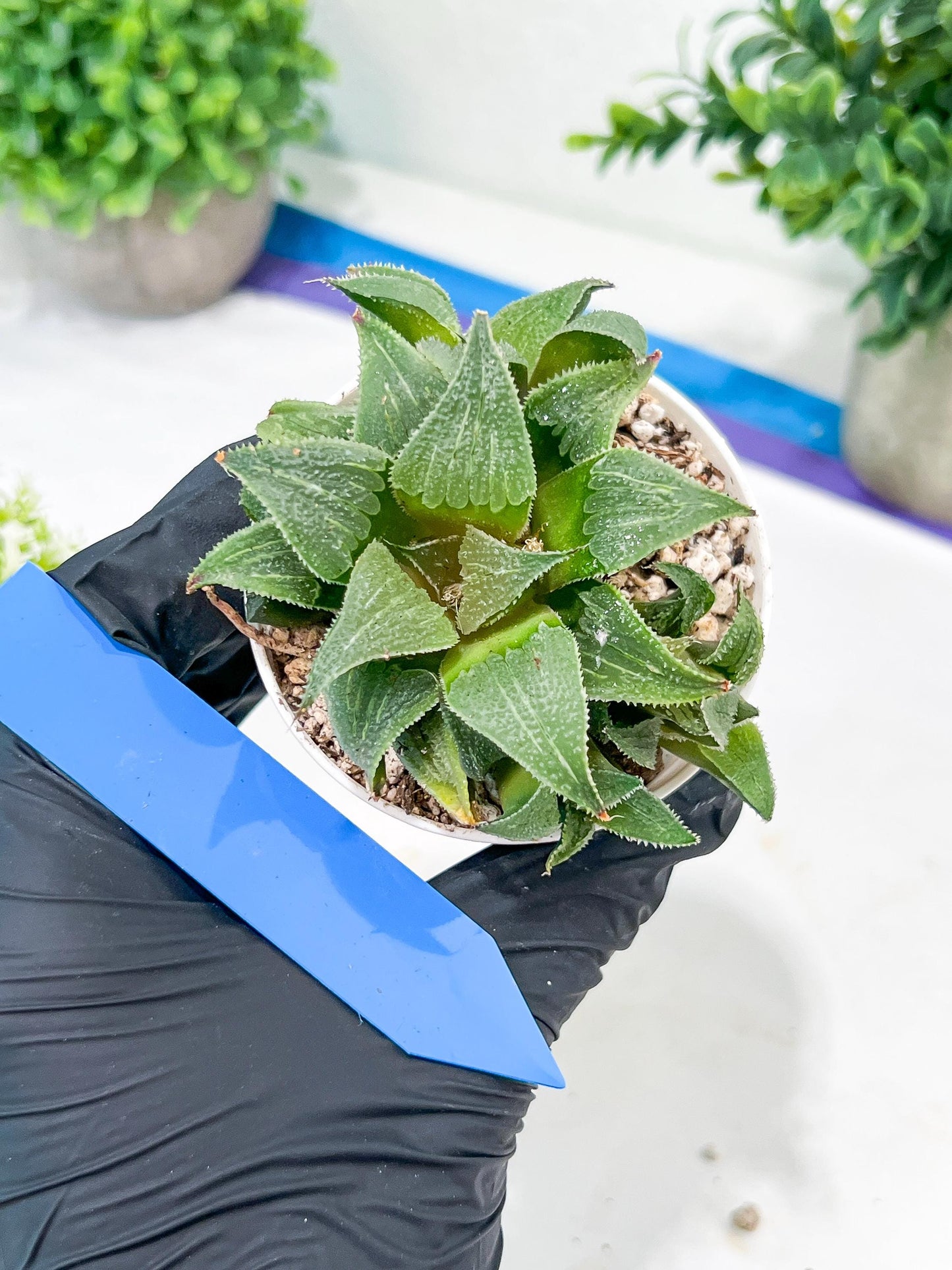 Haworthia Drinking Wine Or JiuTun (H3F) | hard to find in the US