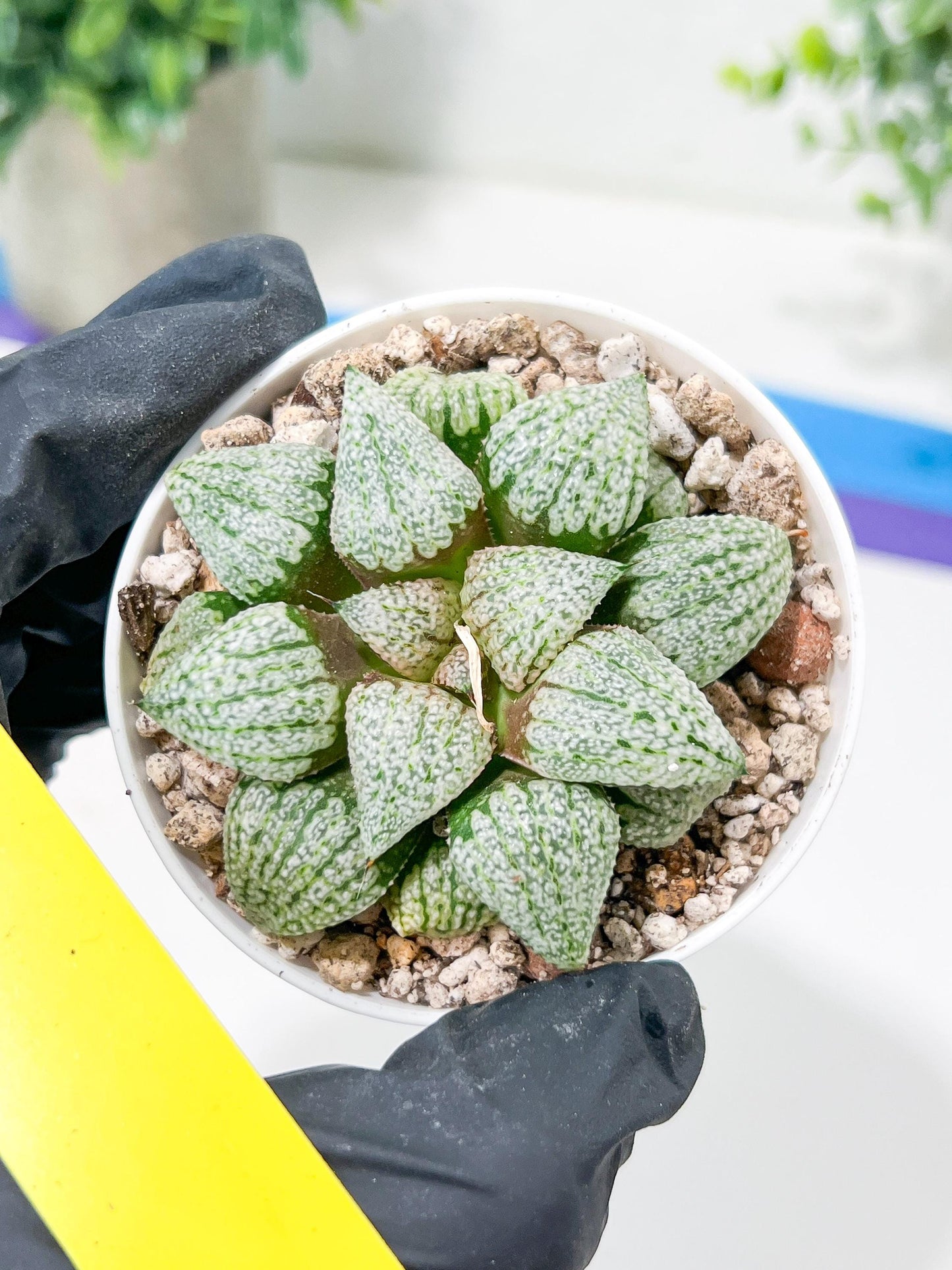 Haworthia Platinum or Bojin (H3G) | Imported Succulent | Hong Kong Rare Species