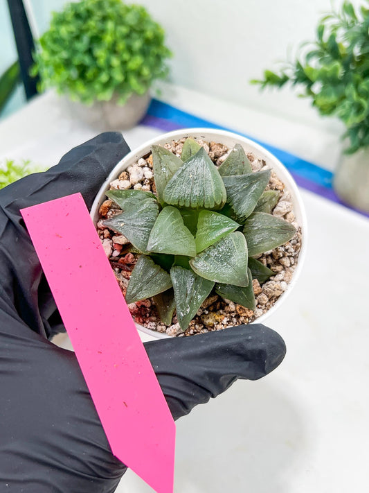 Haworthia Hongwenshou (H4A) | Imported Succulent | Hong Kong Rare Species