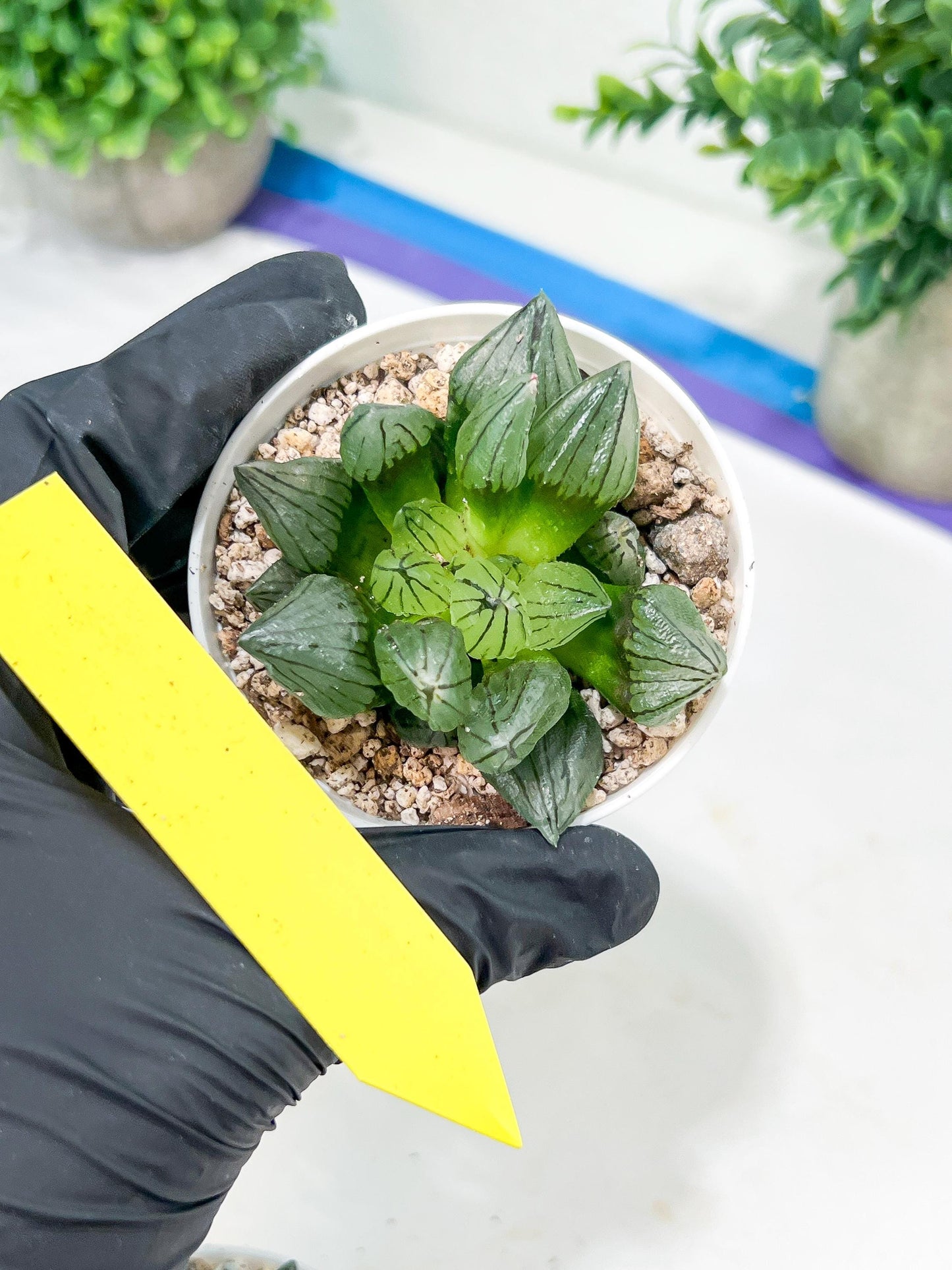 Haworthia watermelon longevity or Xigua Shou (H4B) | Imported Succulent | Hong Kong Rare Species