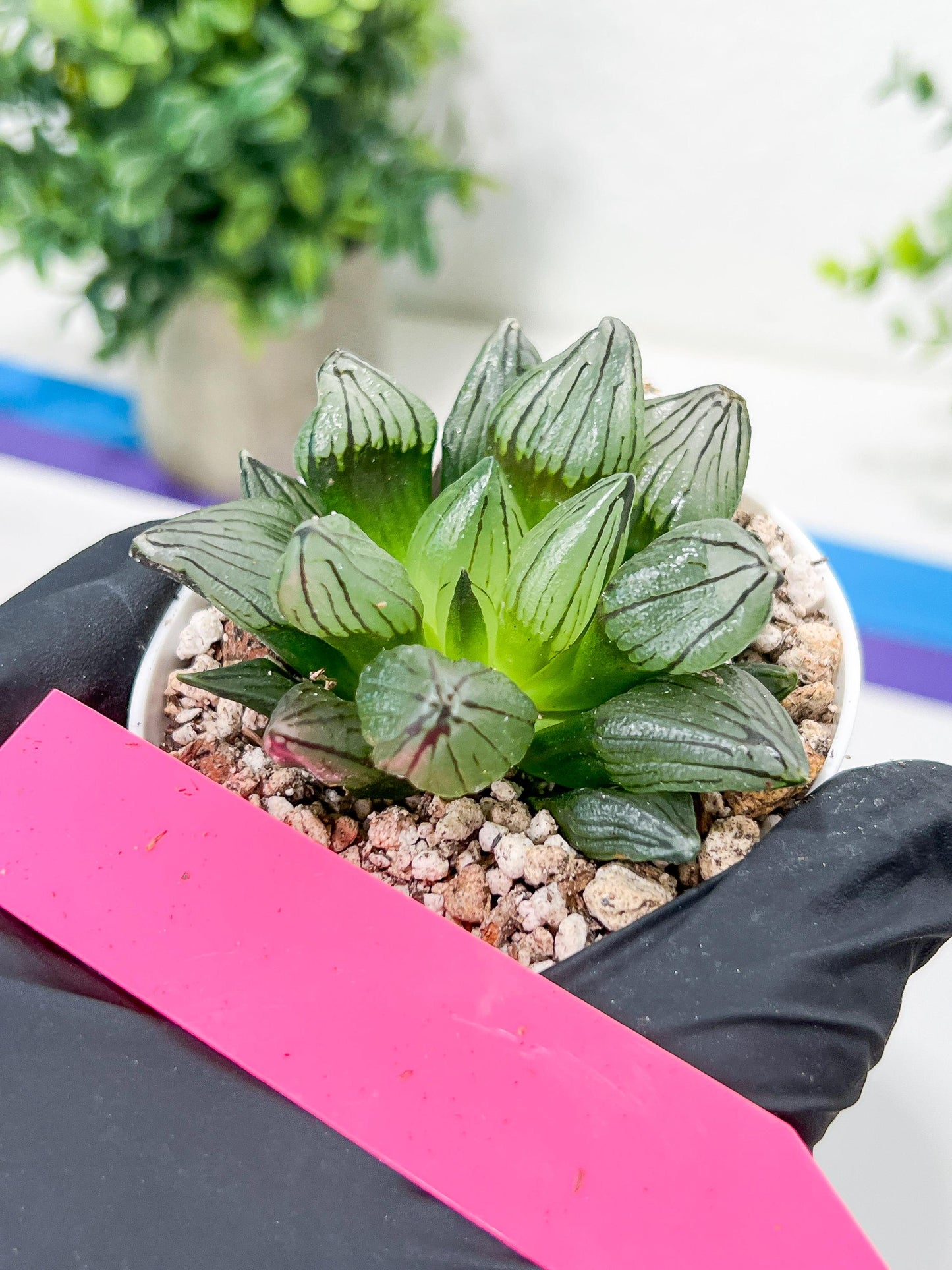 Haworthia watermelon longevity or Xigua Shou (H4B) | Imported Succulent | Hong Kong Rare Species