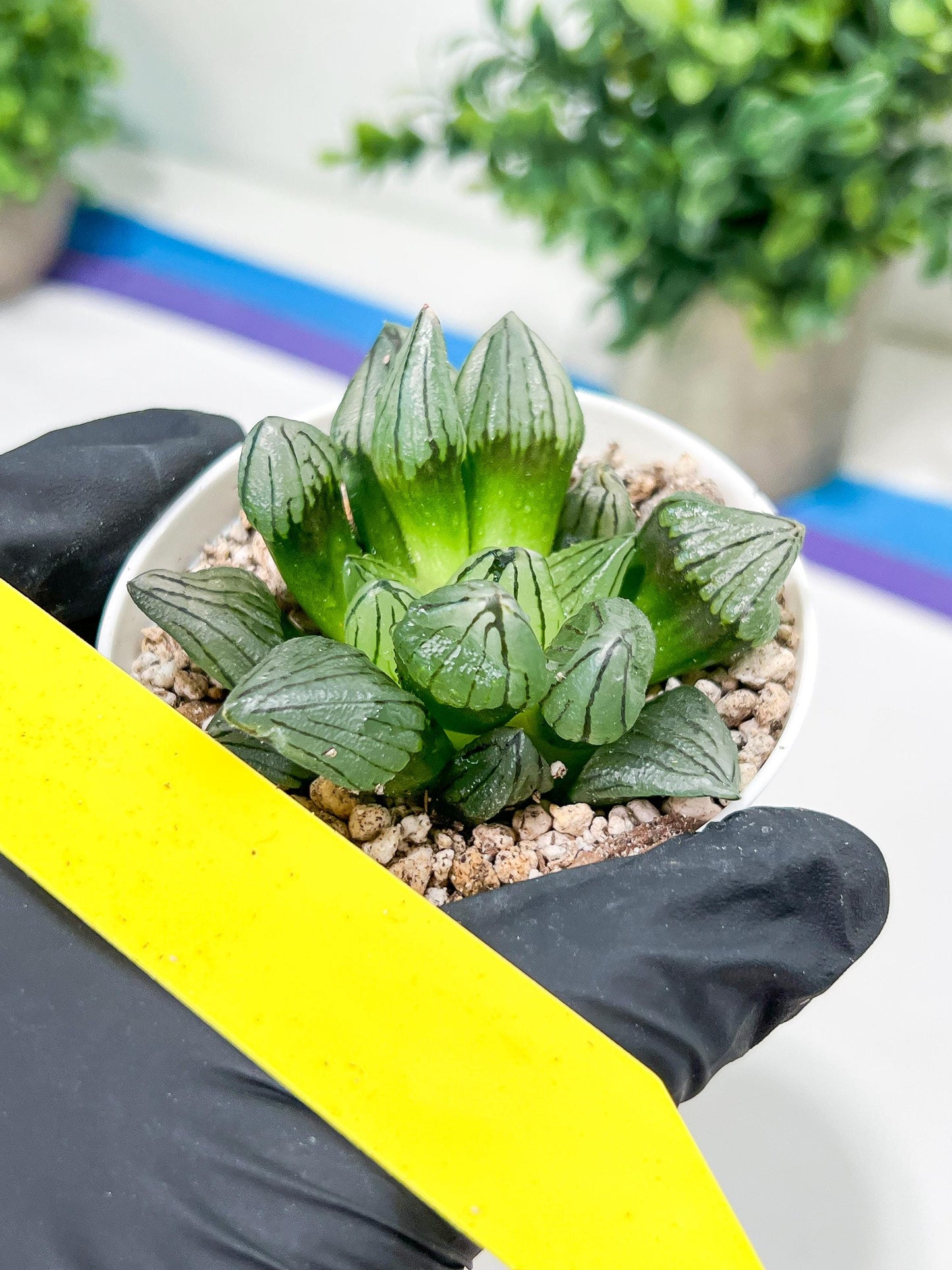Haworthia watermelon longevity or Xigua Shou (H4B) | Imported Succulent | Hong Kong Rare Species