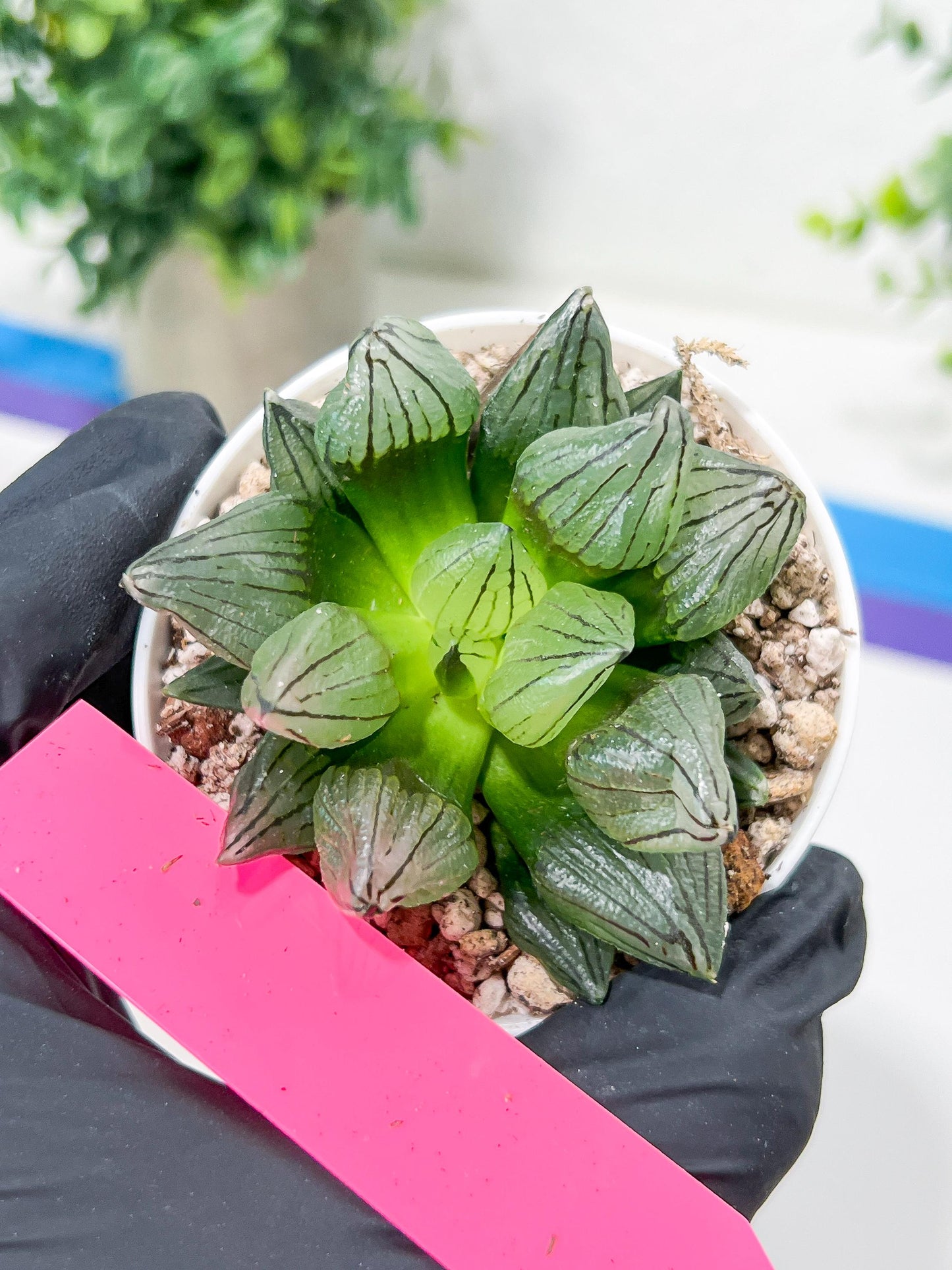 Haworthia watermelon longevity or Xigua Shou (H4B) | Imported Succulent | Hong Kong Rare Species