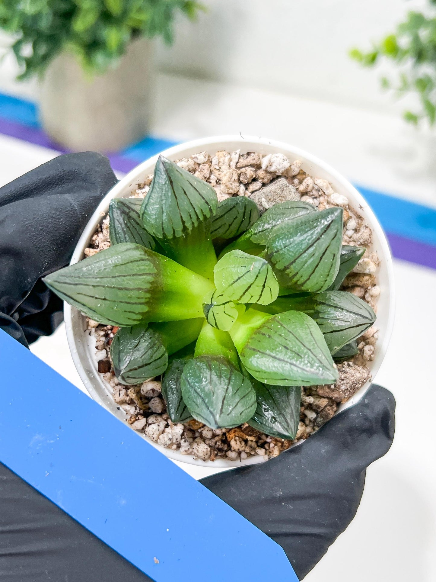 Haworthia watermelon longevity or Xigua Shou (H4B) | Imported Succulent | Hong Kong Rare Species