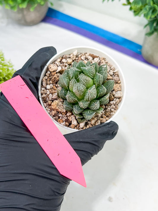 Haworthia Loulan (H4D) | Imported Succulent | Hong Kong Rare Species