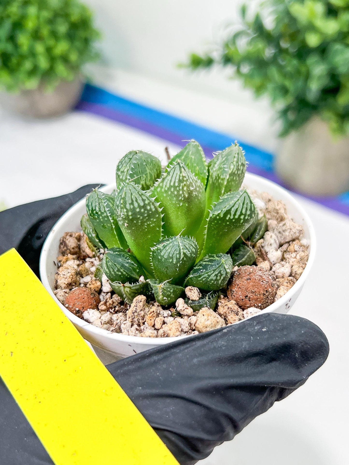 Haworthia Loulan (H4D) | Imported Succulent | Hong Kong Rare Species