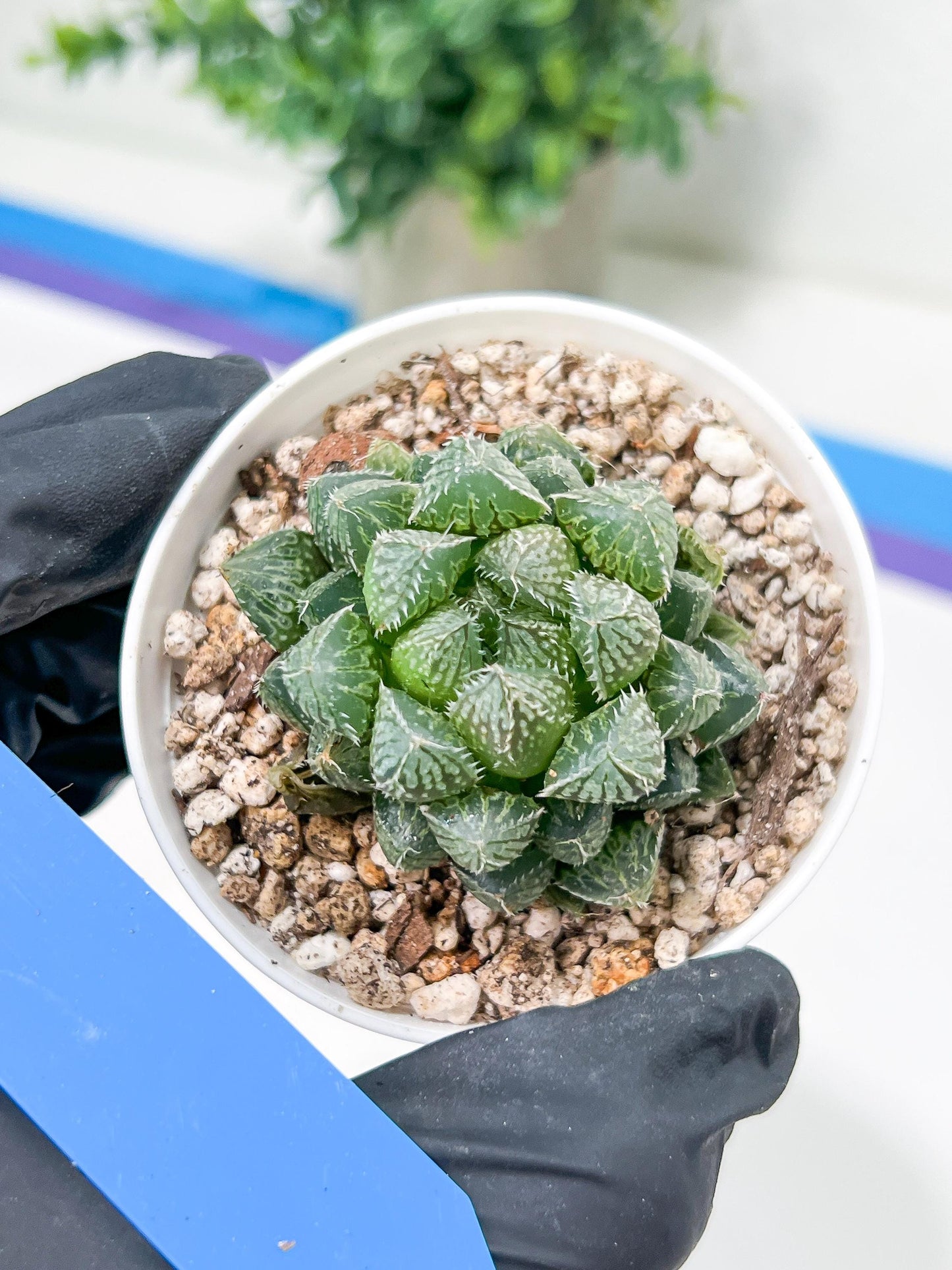 Haworthia Loulan (H4D) | Imported Succulent | Hong Kong Rare Species