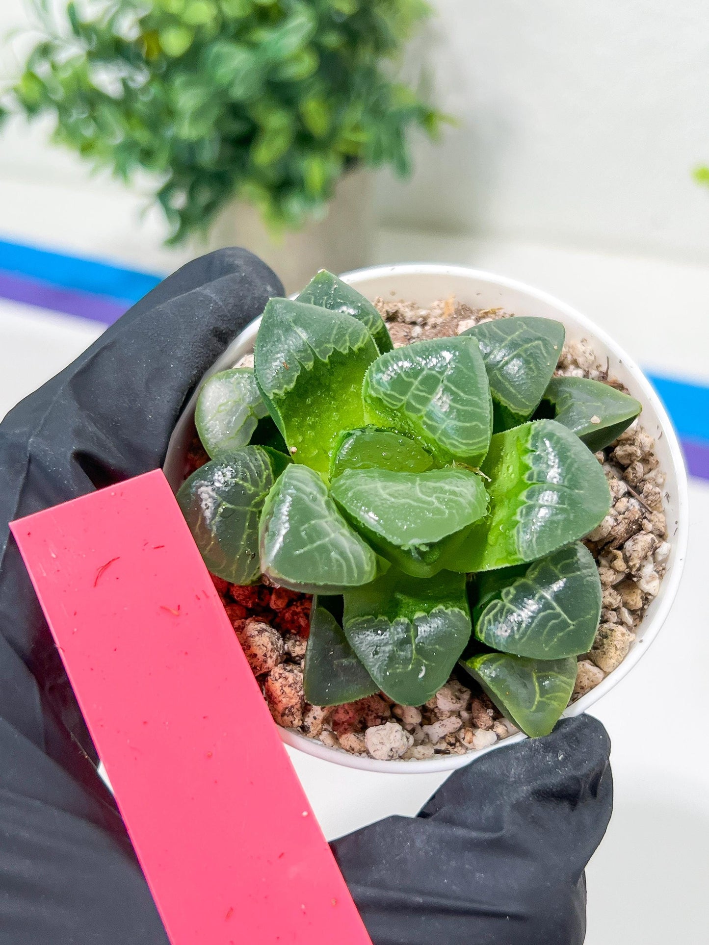 Haworthia Xiangyun (H4E) | Imported Succulent | Hong Kong Rare Species
