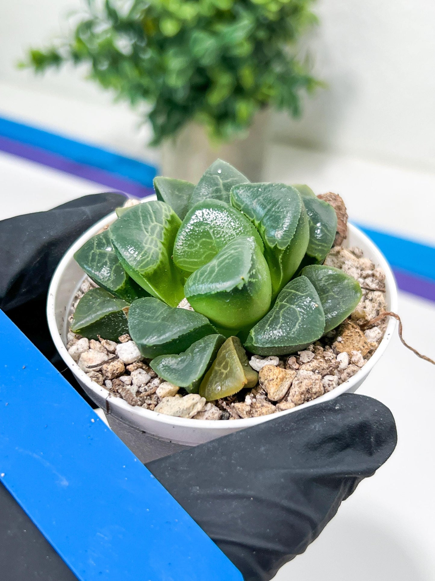 Haworthia Xiangyun (H4E) | Imported Succulent | Hong Kong Rare Species