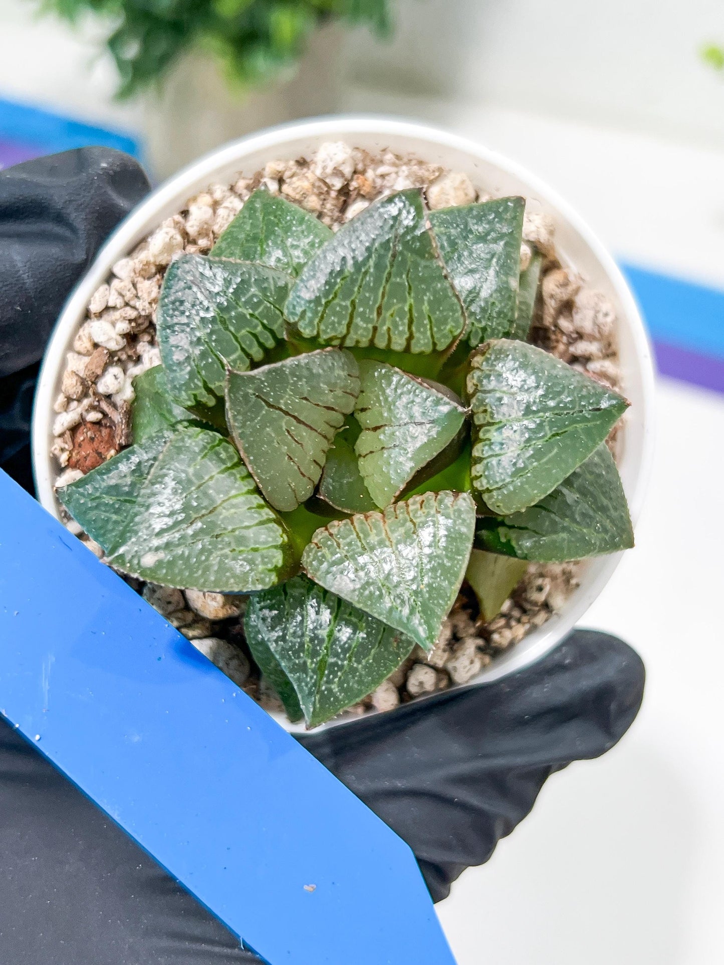 Haworthia Melon Island or Xianggua Dao (H4F) | hard to find in the US