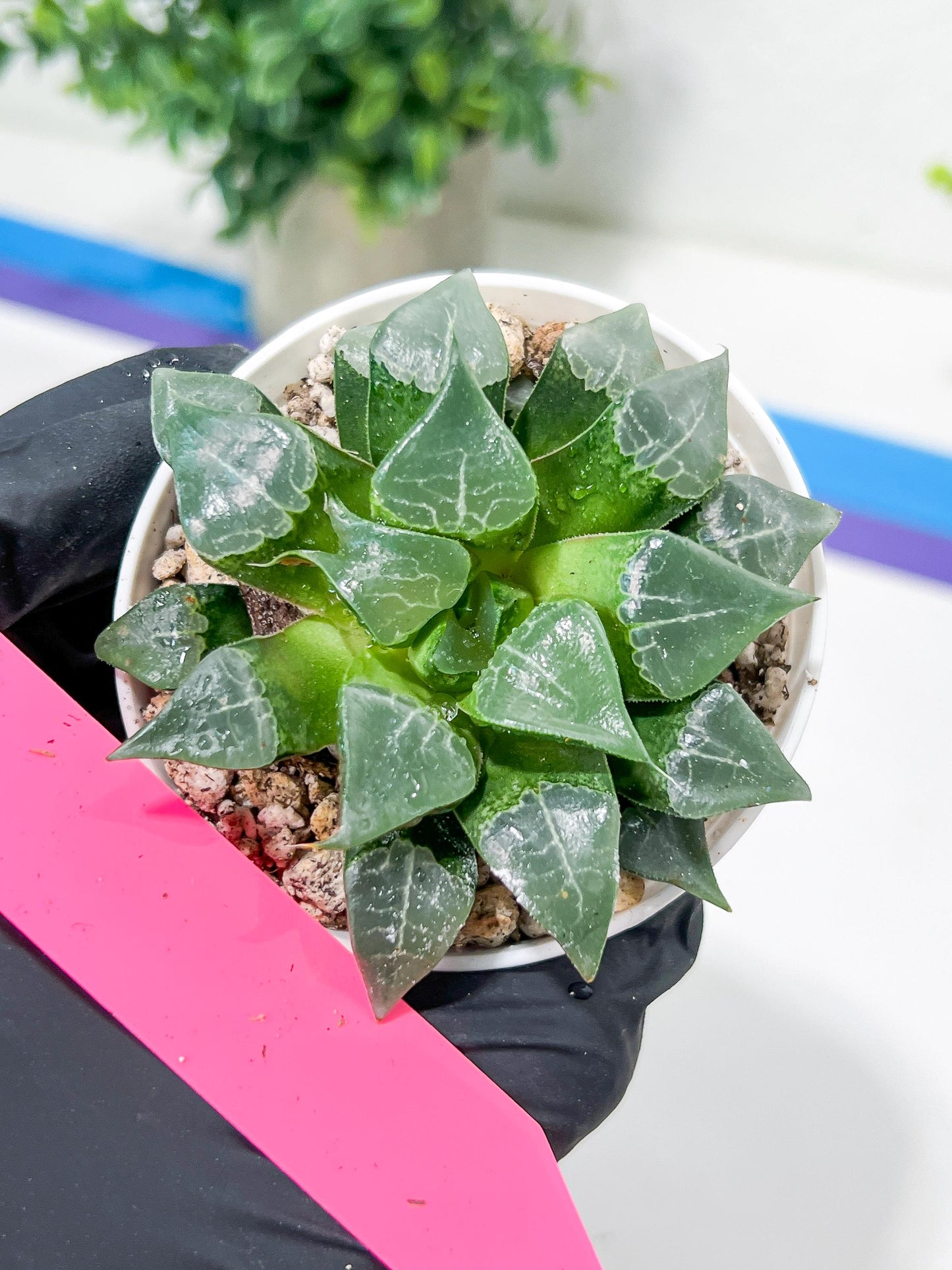 Haworthia Muke (H4G) | Imported Succulent | Hong Kong Rare Species