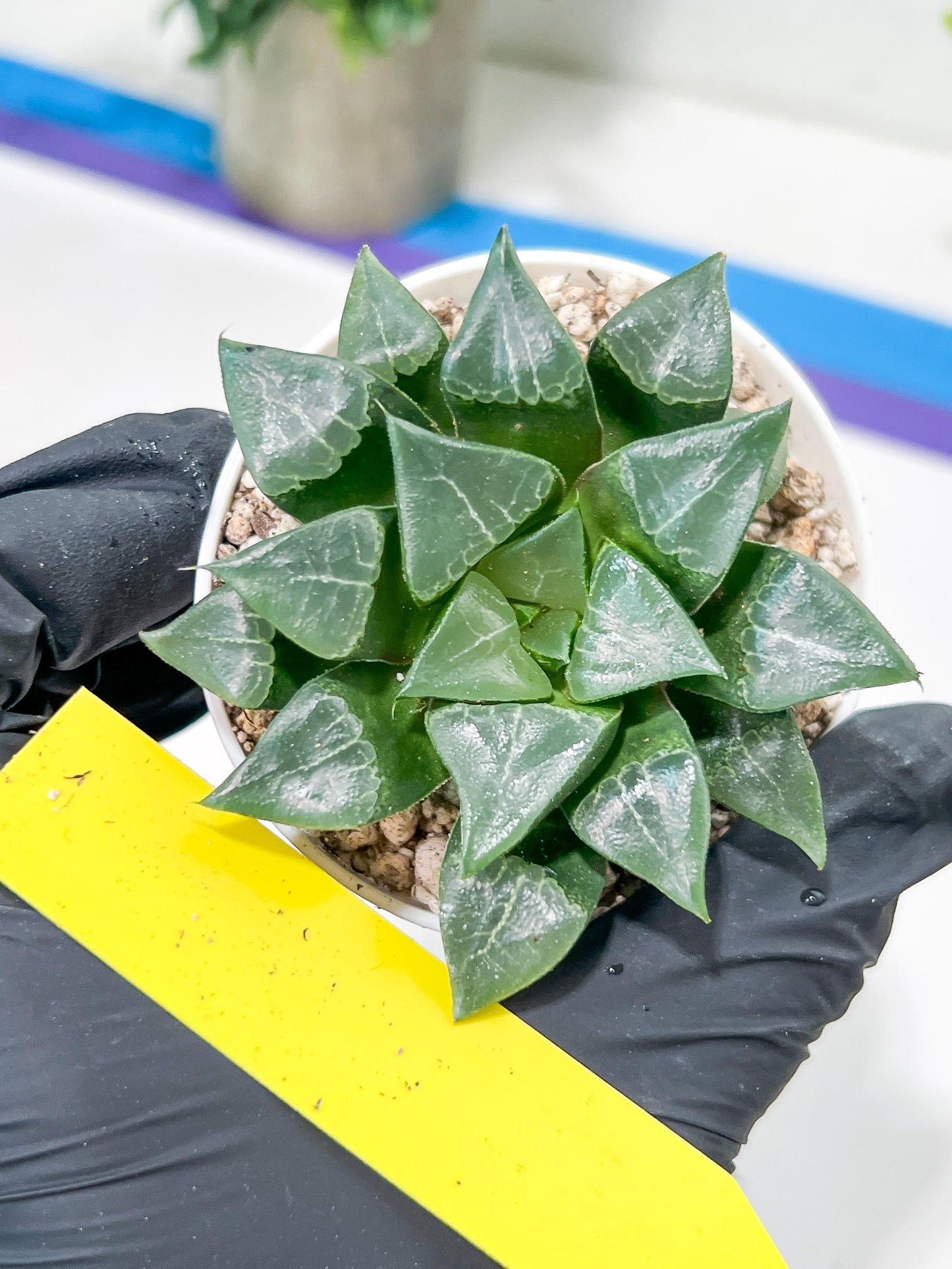 Haworthia Muke (H4G) | Imported Succulent | Hong Kong Rare Species