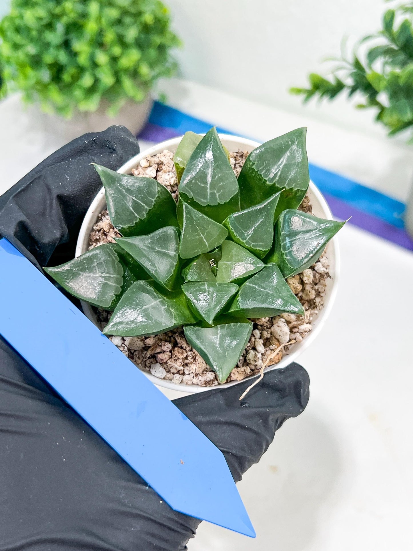 Haworthia Muke (H4G) | Imported Succulent | Hong Kong Rare Species