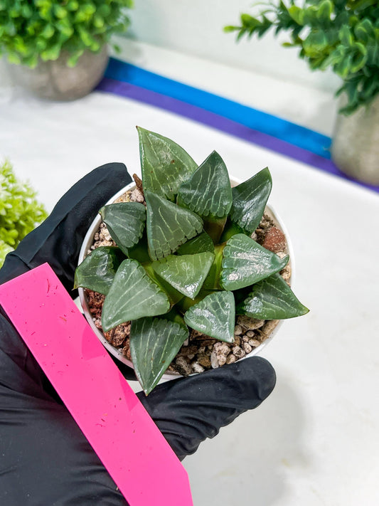 Haworthia Afang Gong (H5A) | Imported Succulent