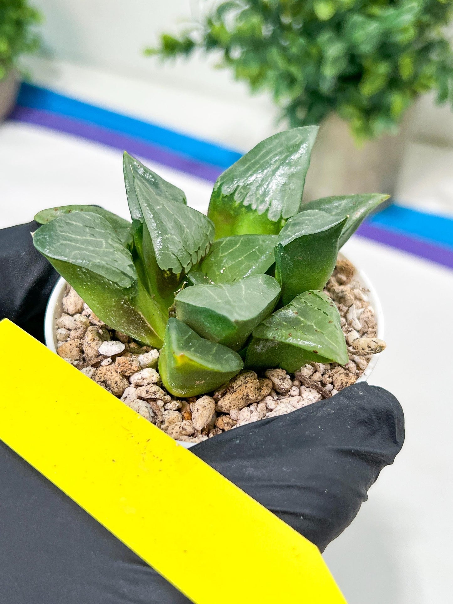 Haworthia Afang Gong (H5A) | Imported Succulent