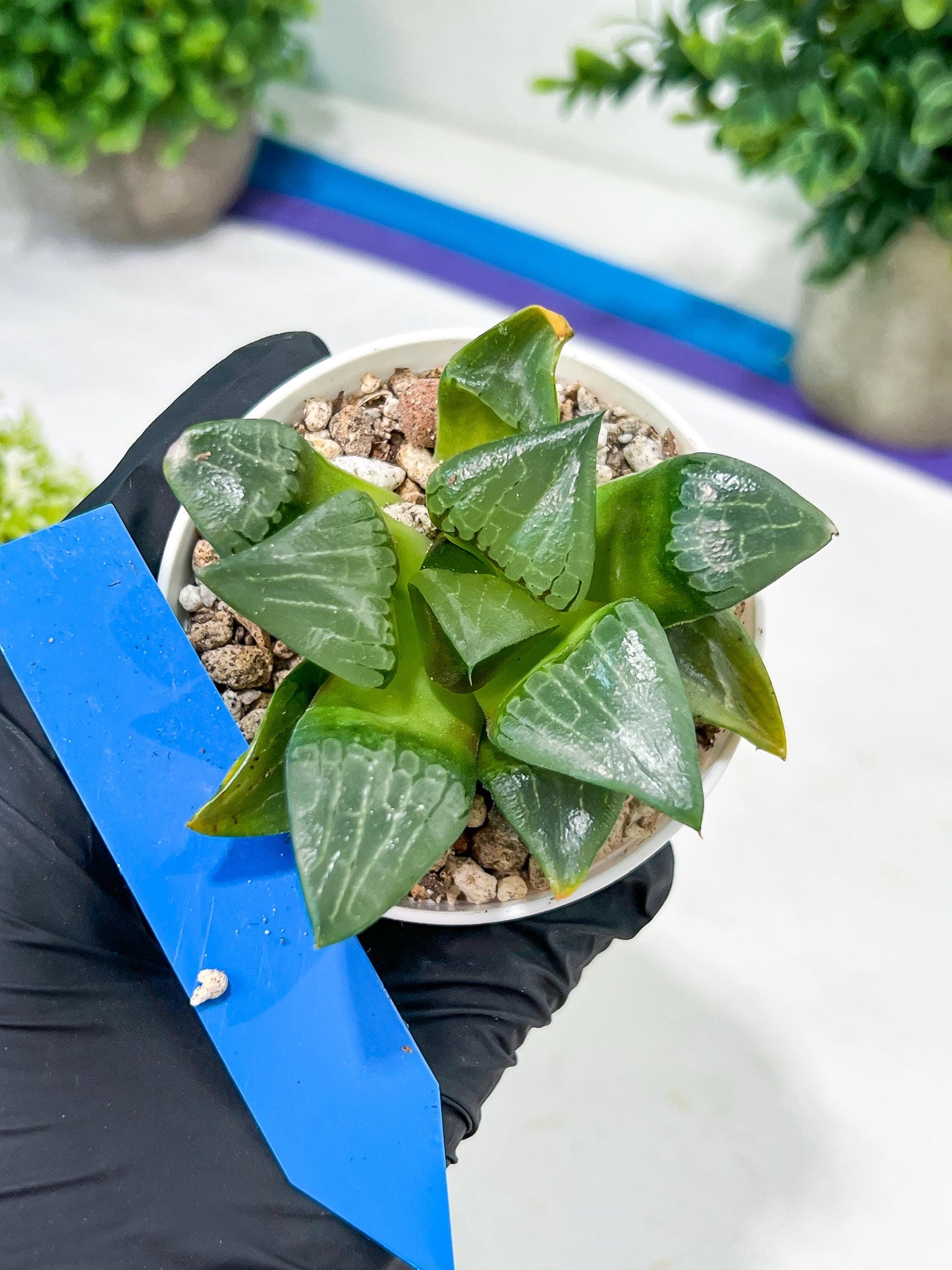 Haworthia Afang Gong (H5A) | Imported Succulent