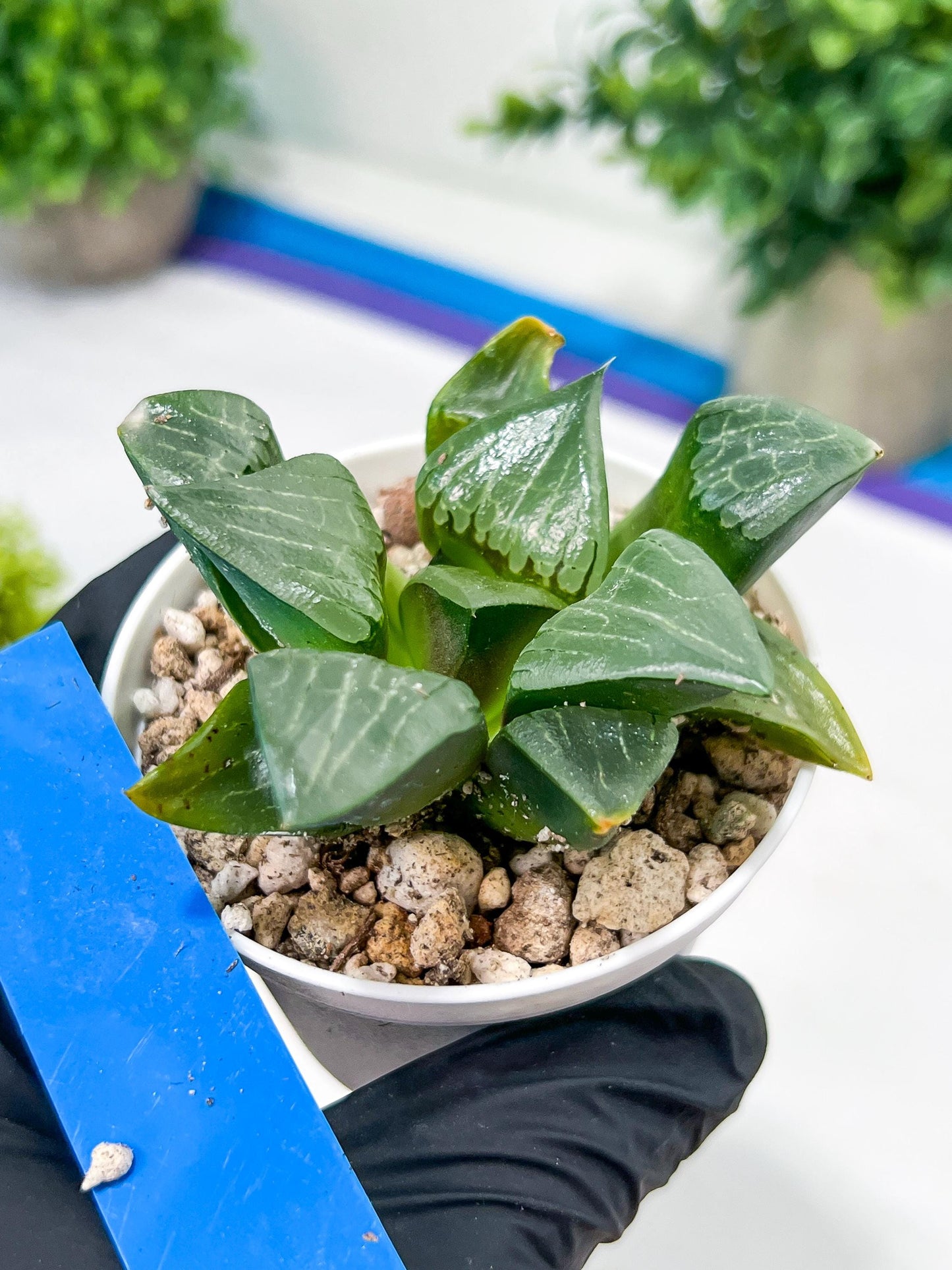 Haworthia Afang Gong (H5A) | Imported Succulent