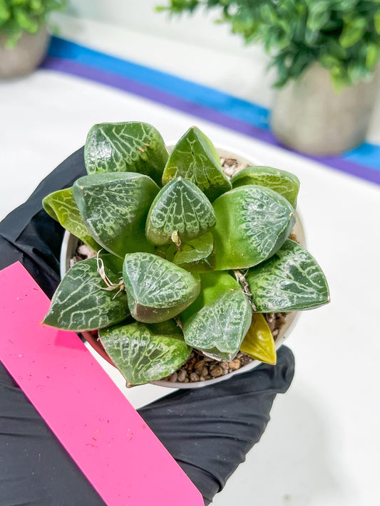 Haworthia Tangcao (H5C) | Imported Succulent