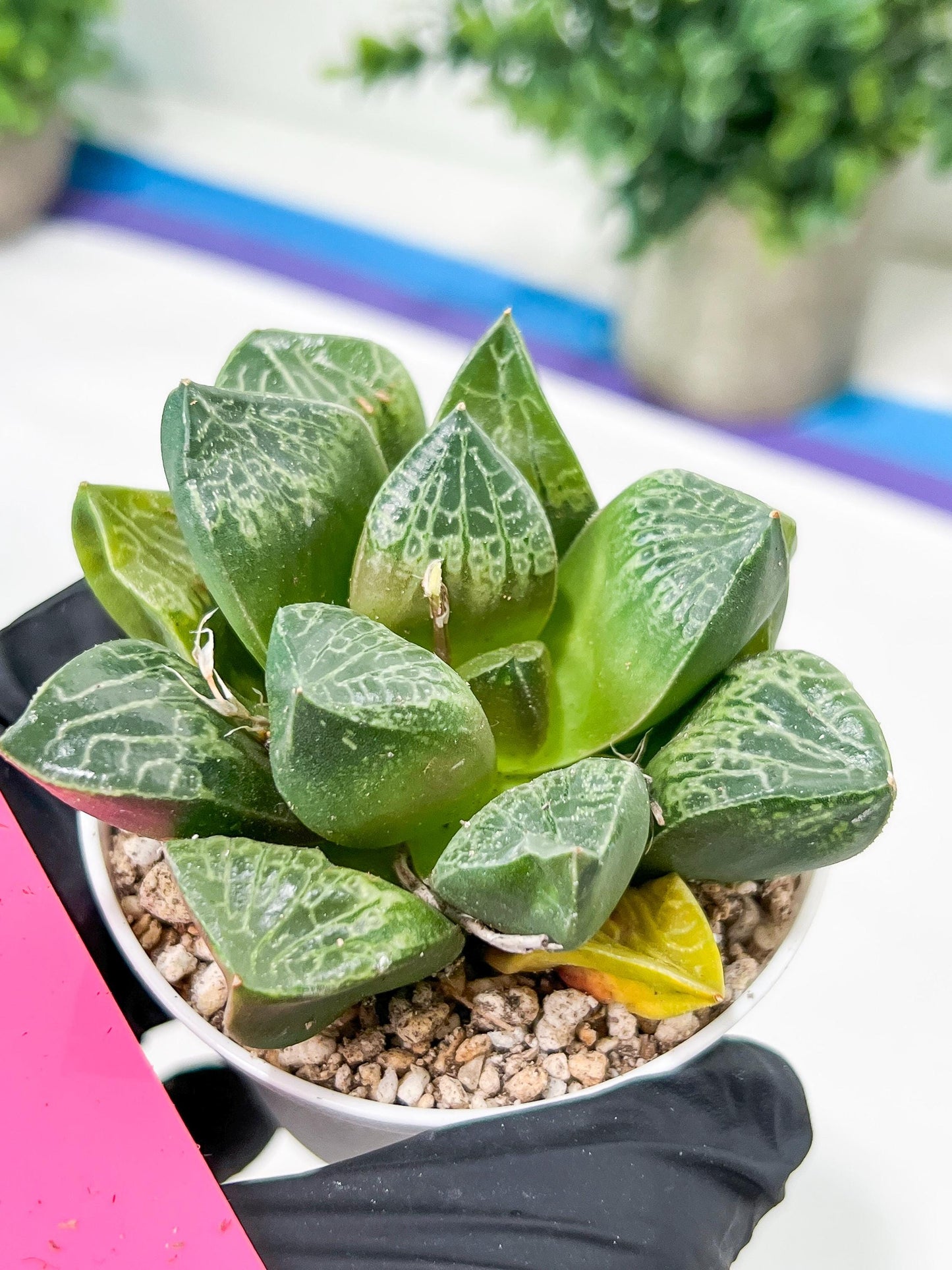 Haworthia Tangcao (H5C) | Imported Succulent