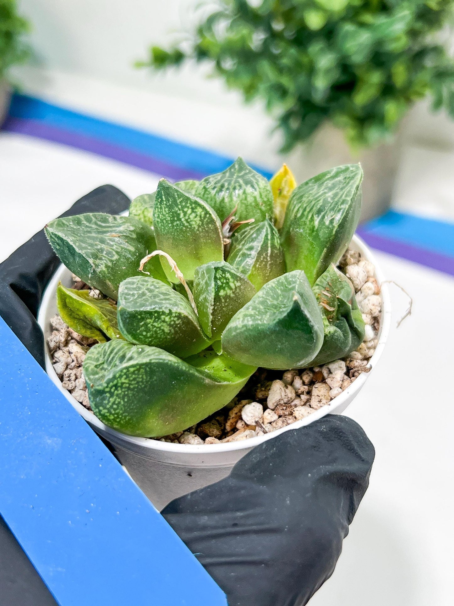 Haworthia Tangcao (H5C) | Imported Succulent