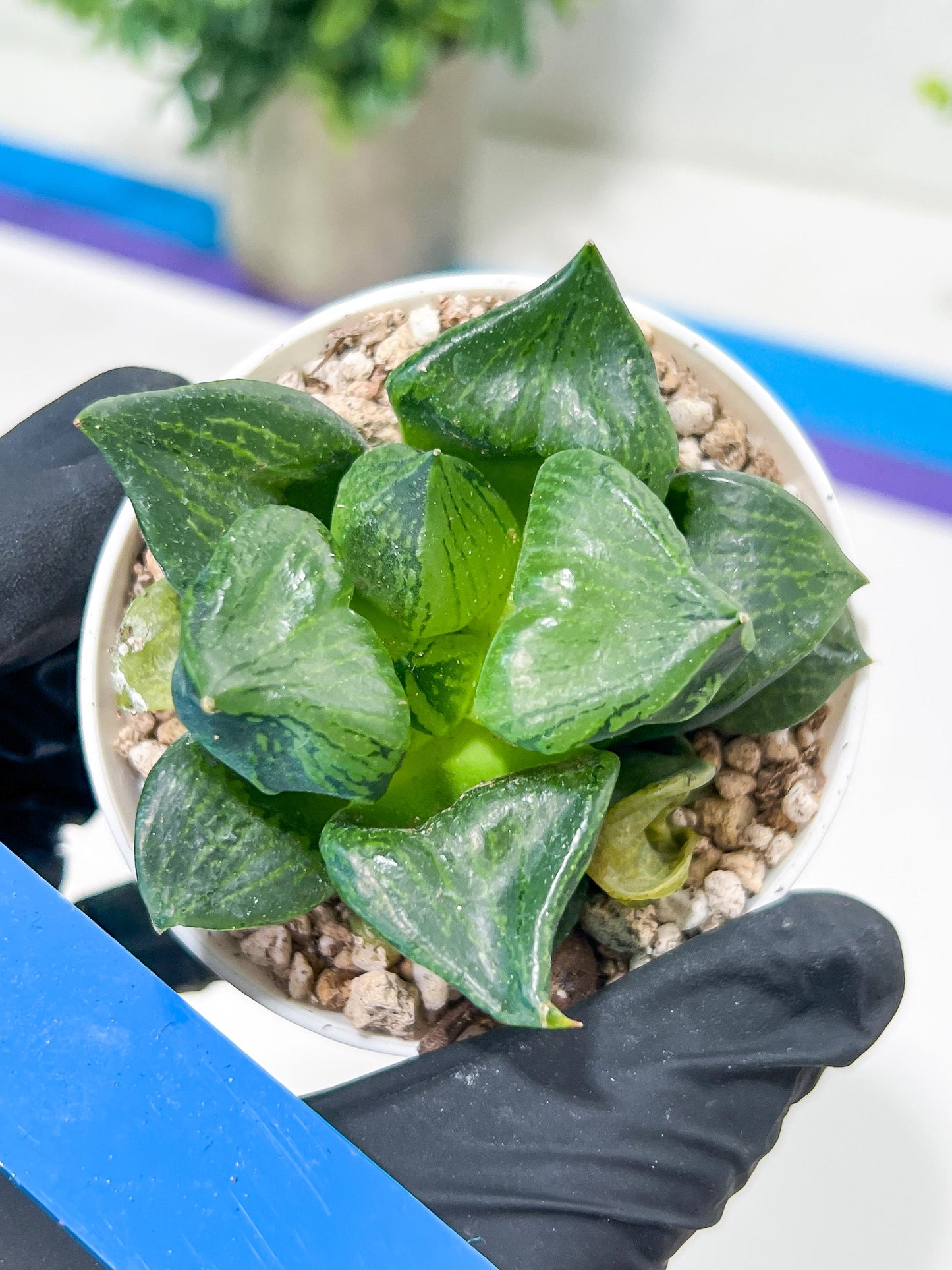 Haworthia Guo Ban Nuo (H5D) | Imported Succulent