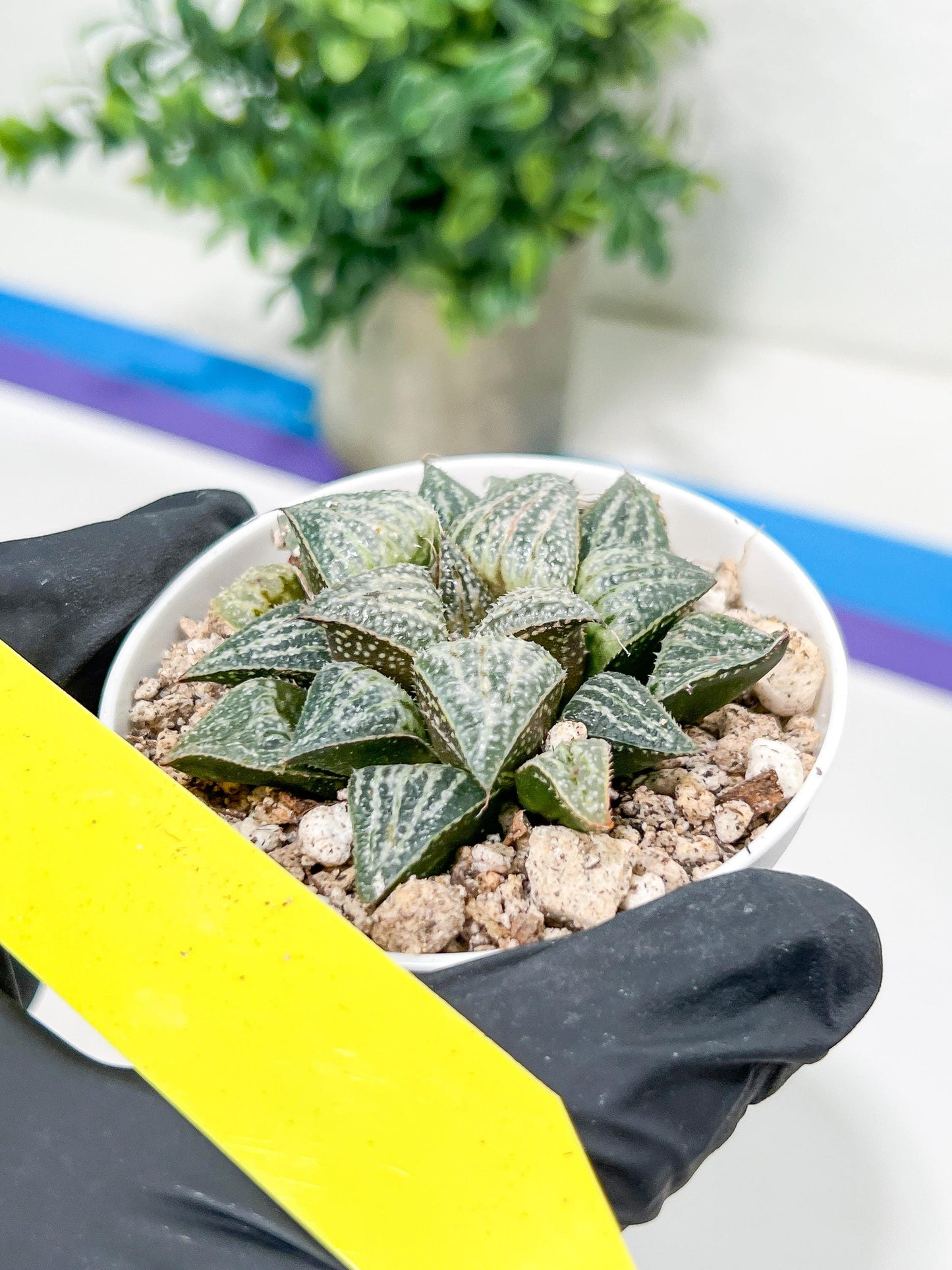 Haworthia Xuejing Se (H5E) | Imported Succulent | Hong Kong Rare Species