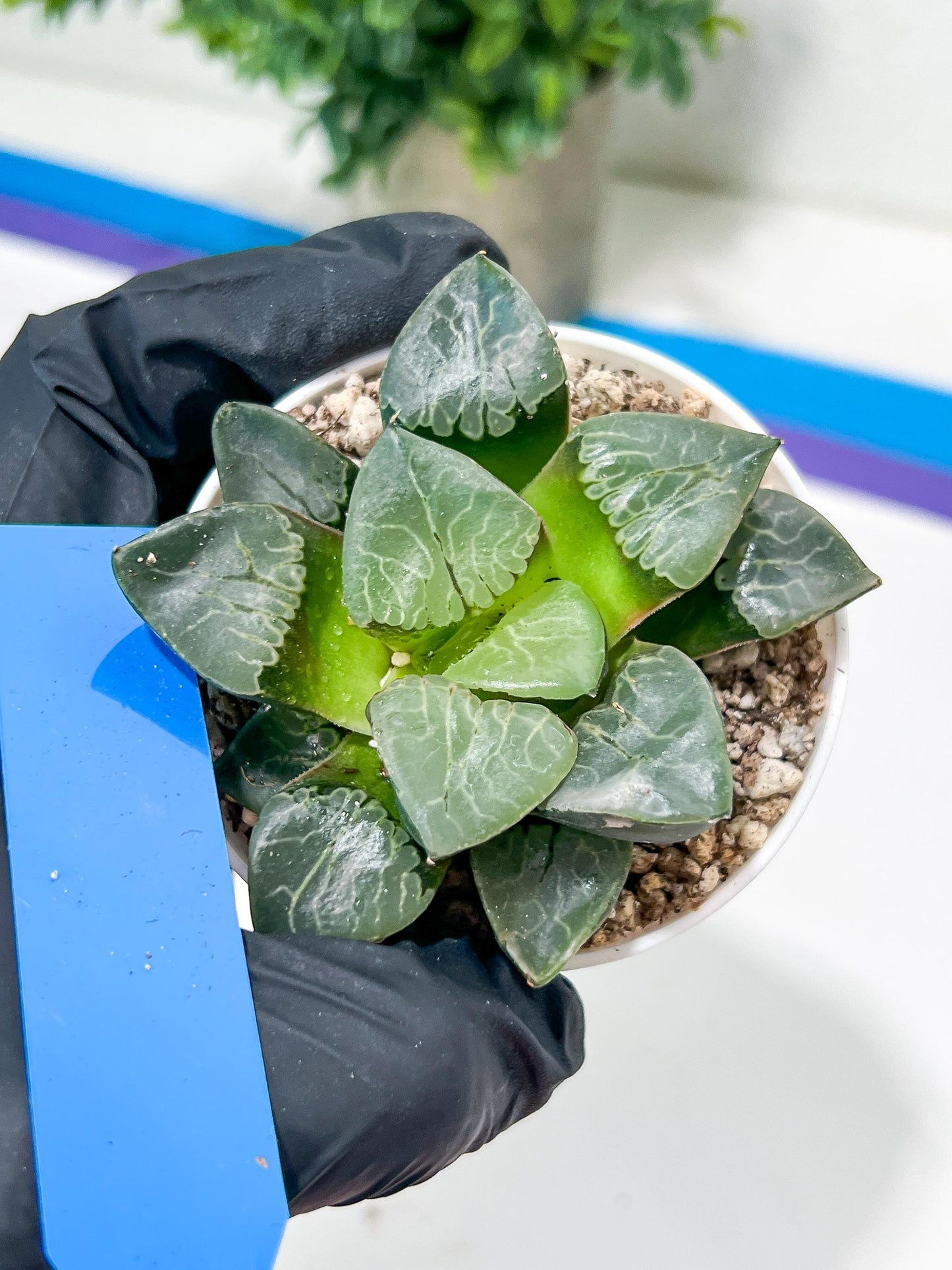 Haworthia Huo Fenghuang (H5B) | Imported Succulent | Hong Kong Rare Species