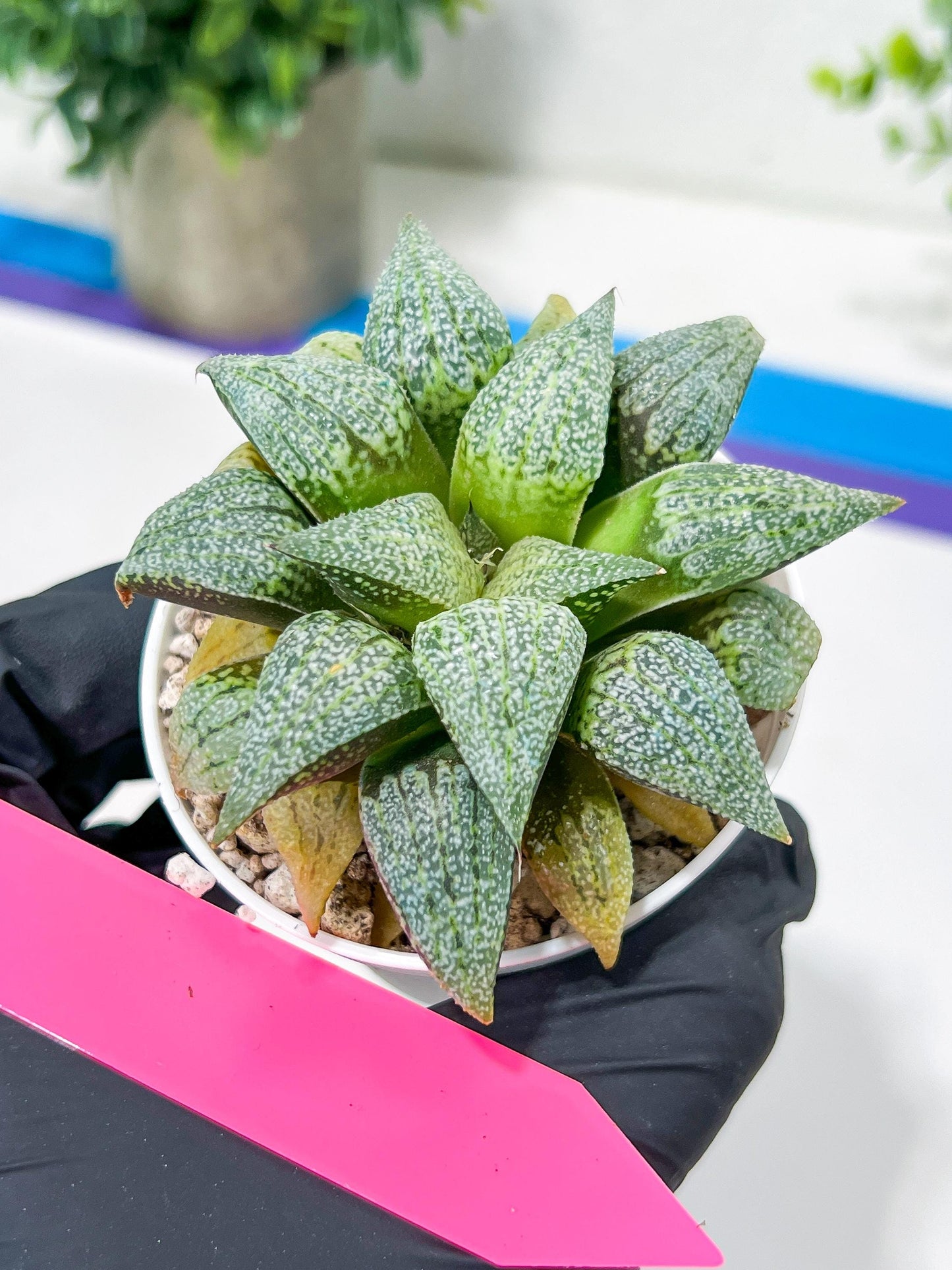 Haworthia Silver or Baiyin (H6A) | Imported Succulent