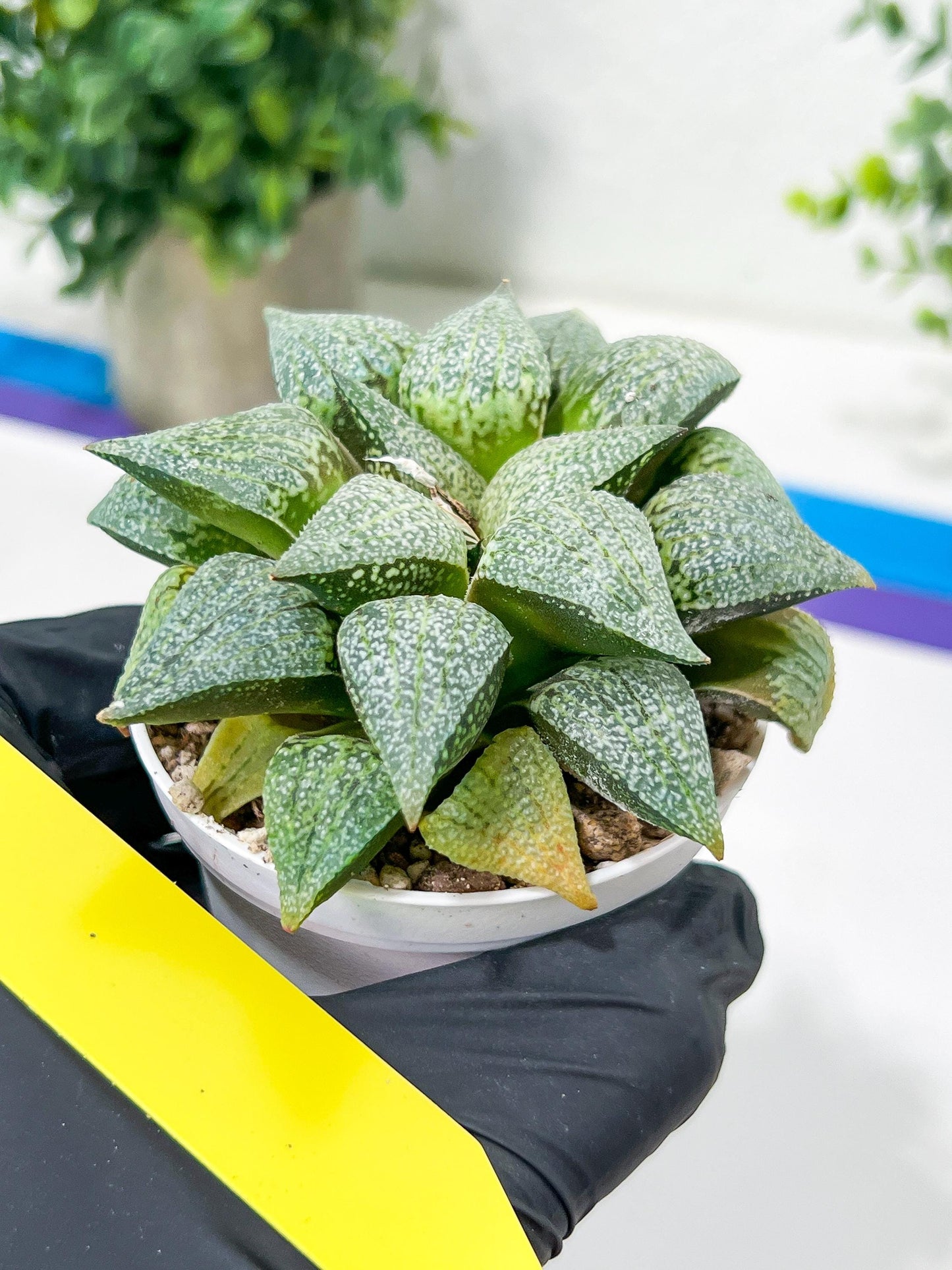 Haworthia Silver or Baiyin (H6A) | Imported Succulent