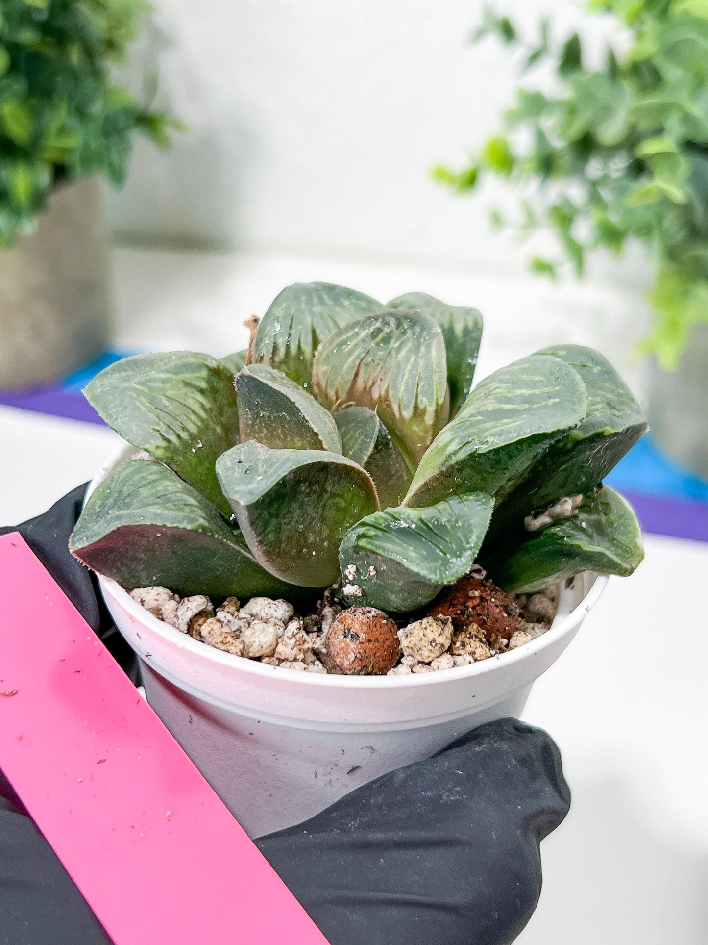 Haworthia White Widow or Bai Guafu (H6G) | Imported Succulent