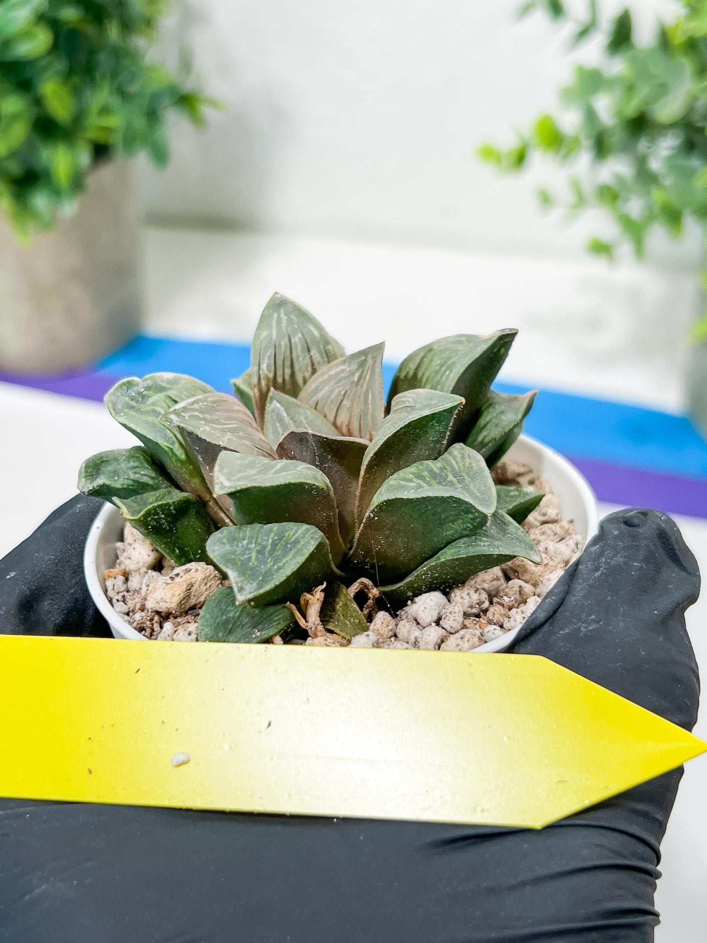 Haworthia White Widow or Bai Guafu (H6G) | Imported Succulent