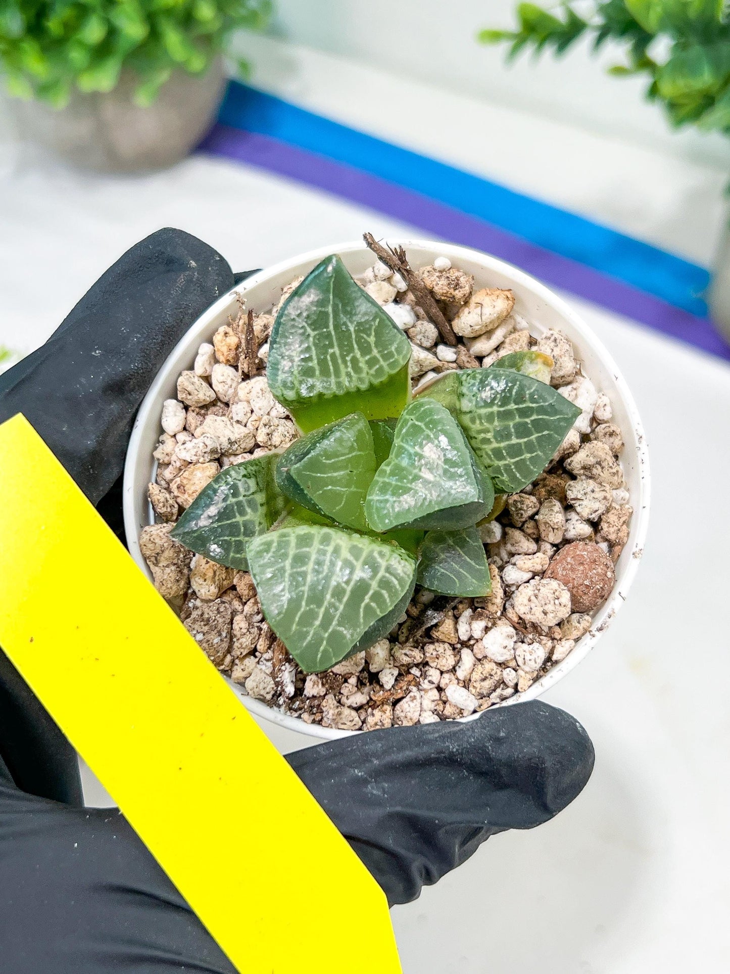 Haworthia Boli Kang (H6D) | Imported Succulent | Hong Kong Rare Species