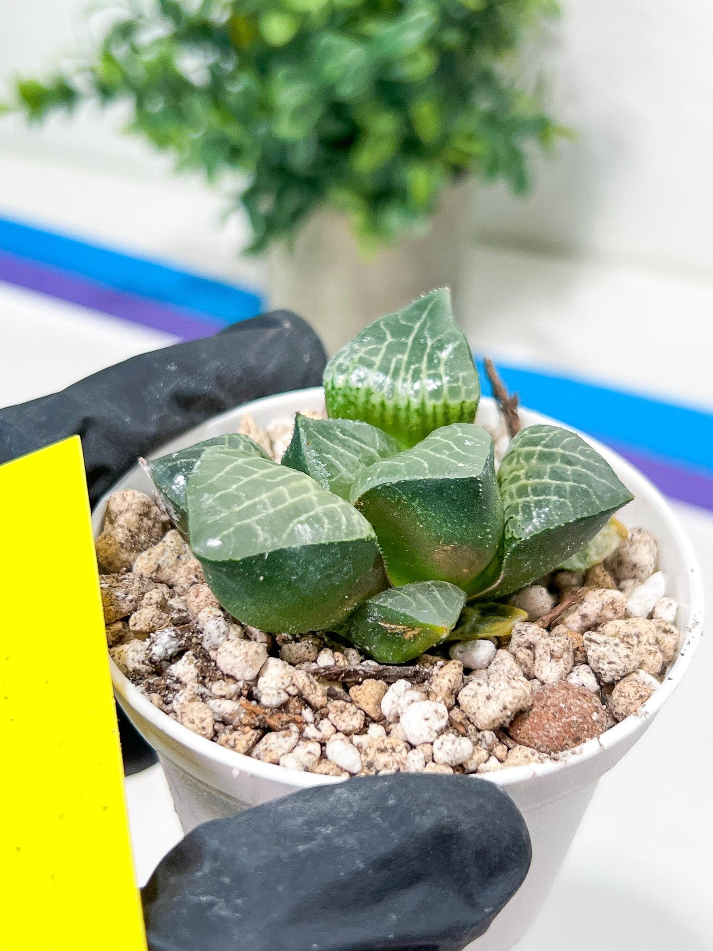 Haworthia Boli Kang (H6D) | Imported Succulent | Hong Kong Rare Species