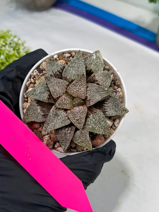 Haworthia Blue Crab or Qing Xie (H6E) | Imported Succulent | Hong Kong Rare Species