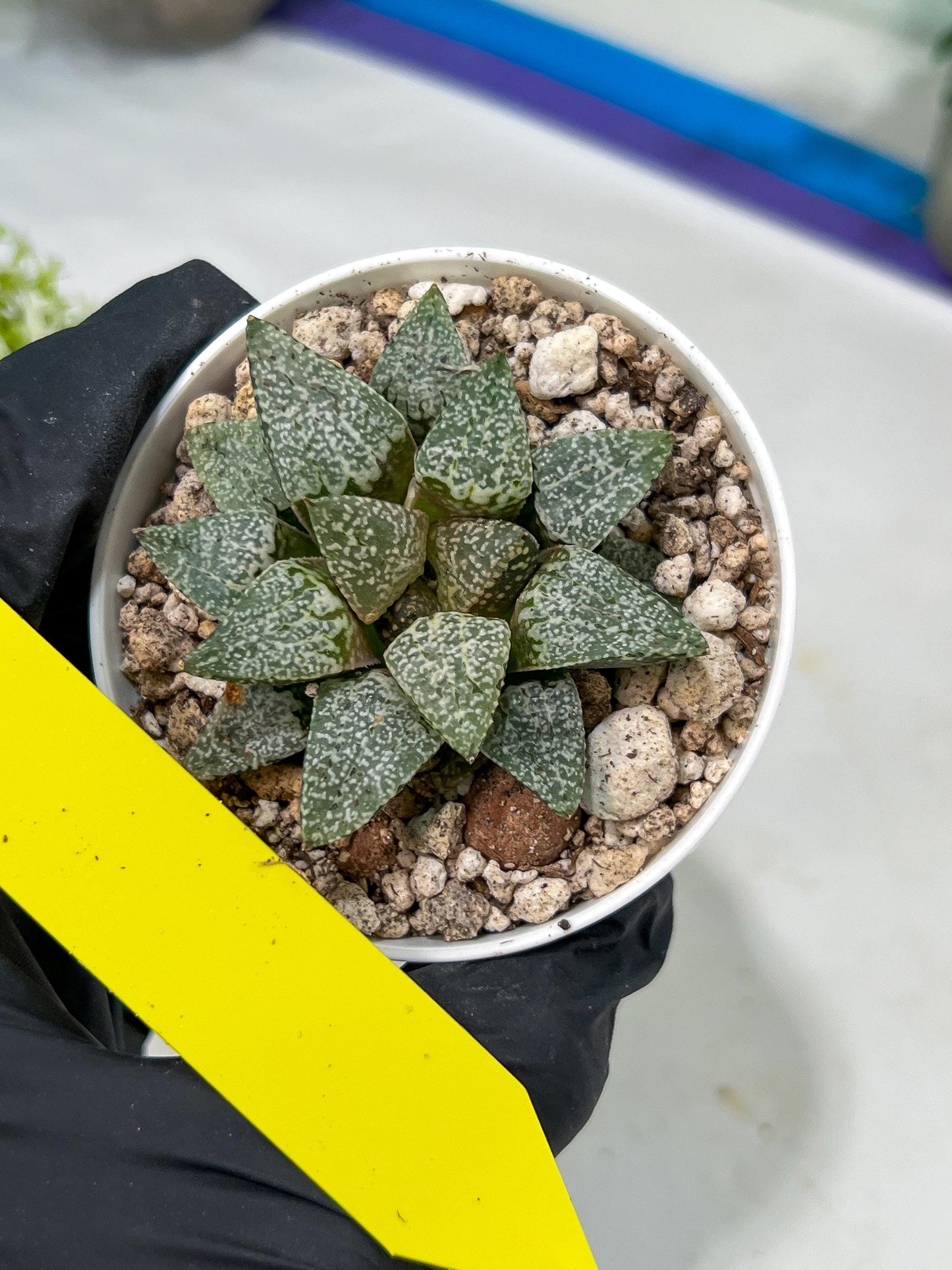 Haworthia Blue Crab or Qing Xie (H6E) | Imported Succulent | Hong Kong Rare Species