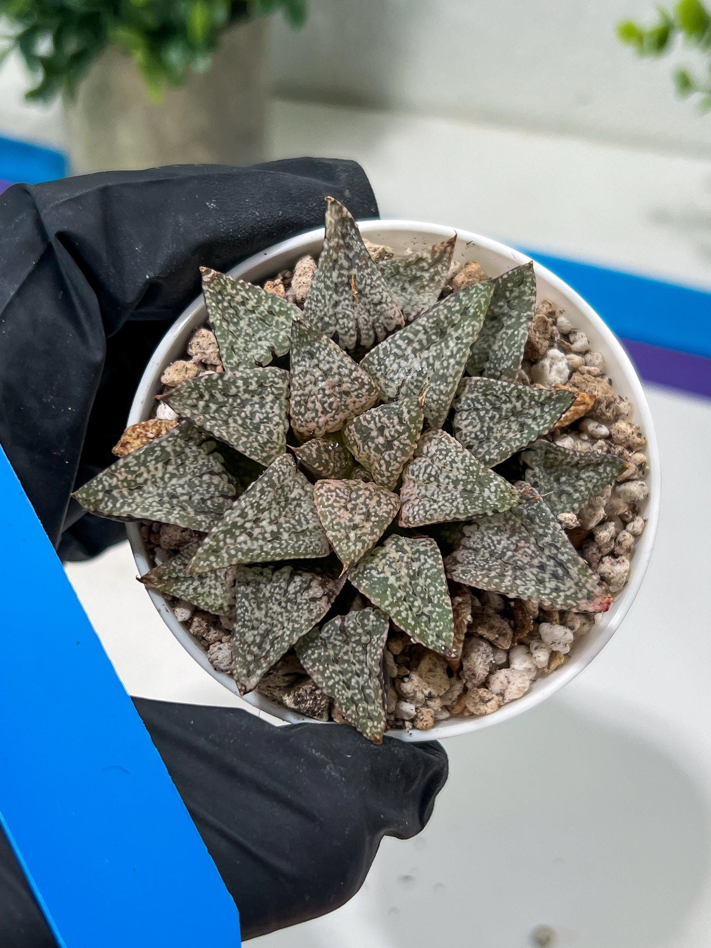 Haworthia Blue Crab or Qing Xie (H6E) | Imported Succulent | Hong Kong Rare Species