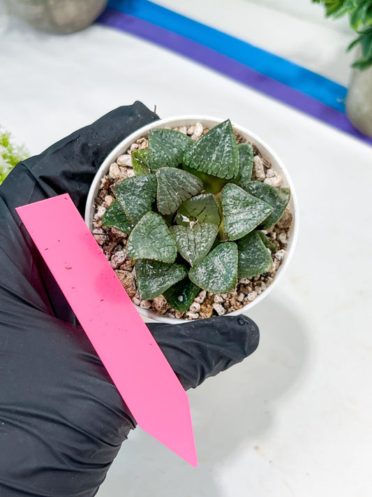 Haworthia Kiss me or Qin ZhiJi (H6F) | Imported Succulent | Hong Kong Rare Species