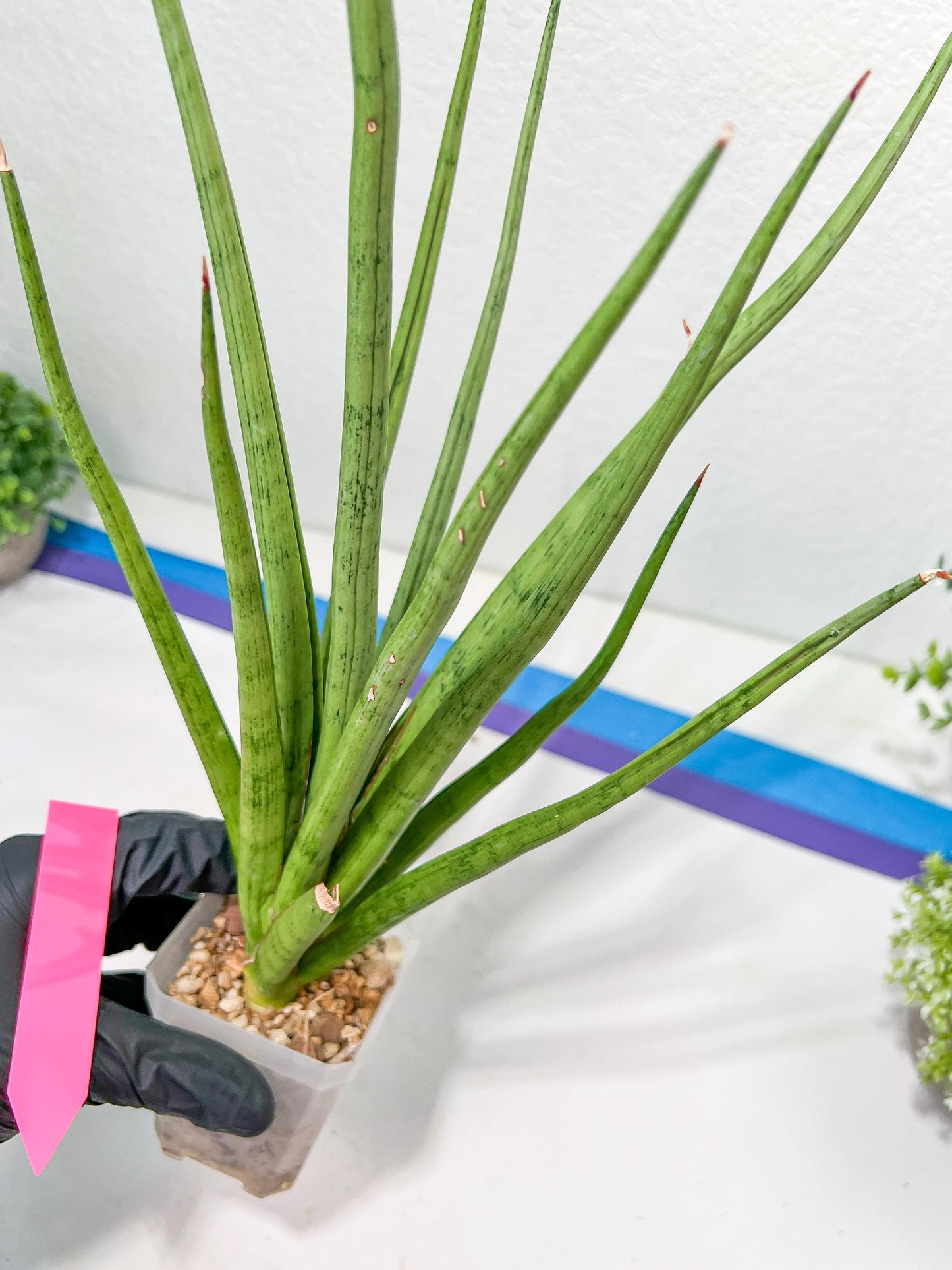 Sansevieria Lady Charm | Imported Plants | Rare Hybrid Species