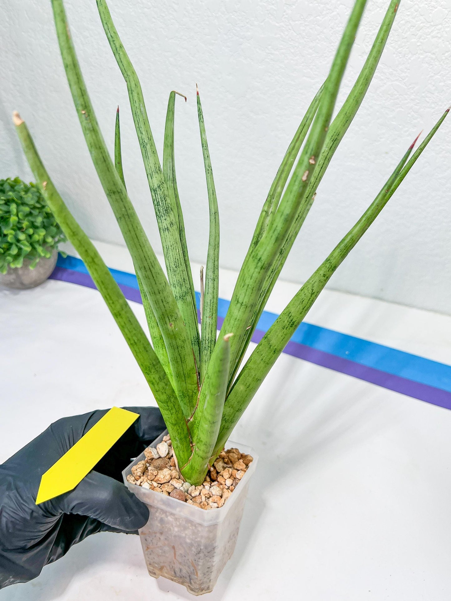 Sansevieria Lady Charm | Imported Plants | Rare Hybrid Species