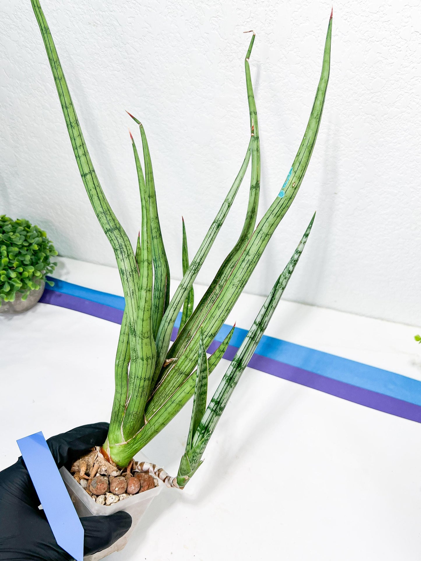 Sansevieria Narin | Imported Plants | Rare Hybrid Species