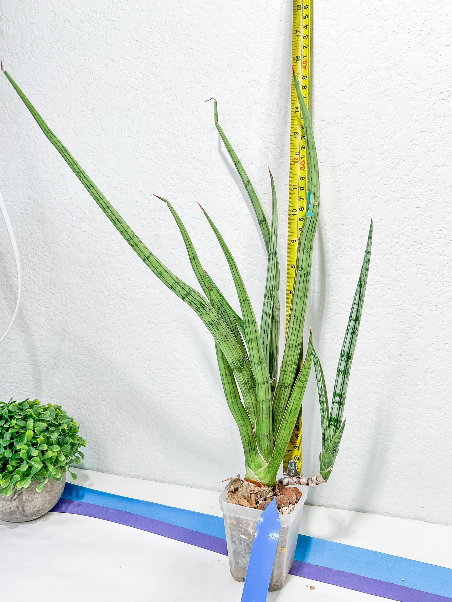 Sansevieria Narin | Imported Plants | Rare Hybrid Species