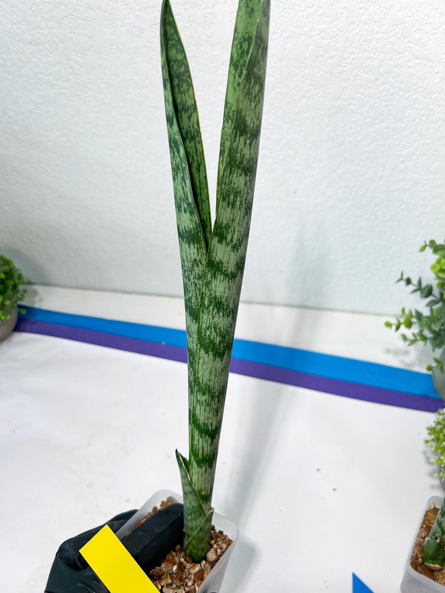 Sansevieria Parva Stick | Imported Plants | Rare Hybrid Species