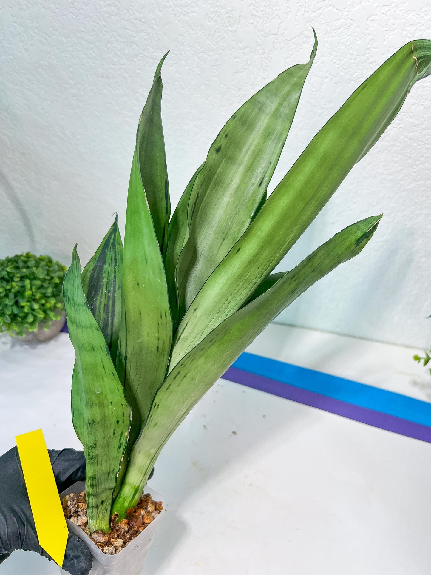 Sansevieria Brazilian Moonshine | Imported Plants