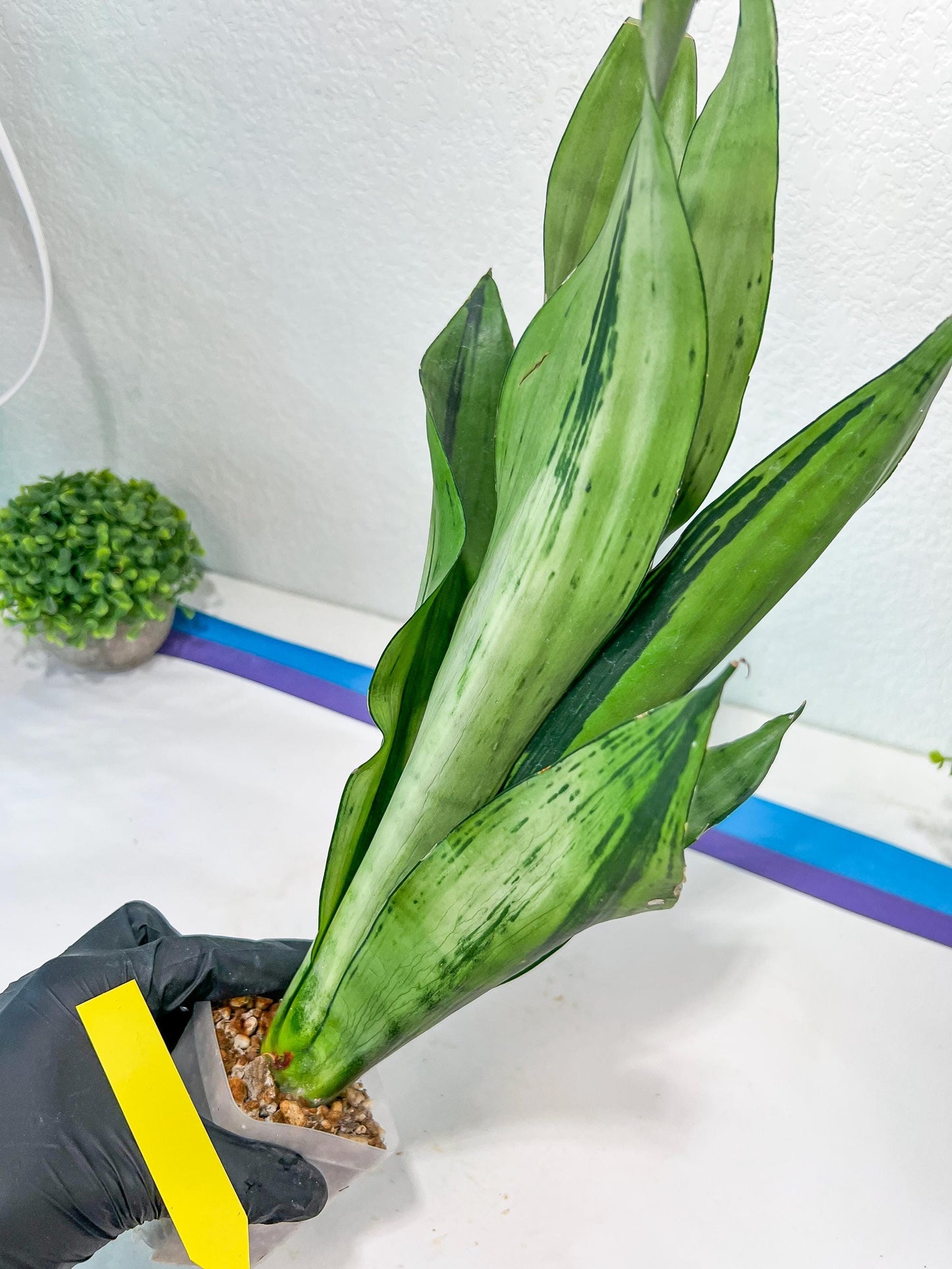 Sansevieria Brazilian Moonshine | Imported Plants