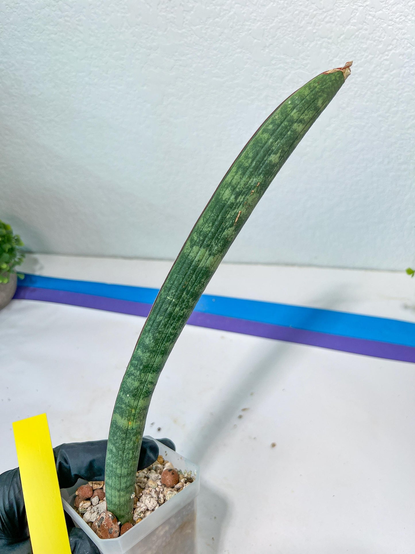 Sansevieria Baseball Bat (#E3) | CImported Plants | Rare Hybrid Species