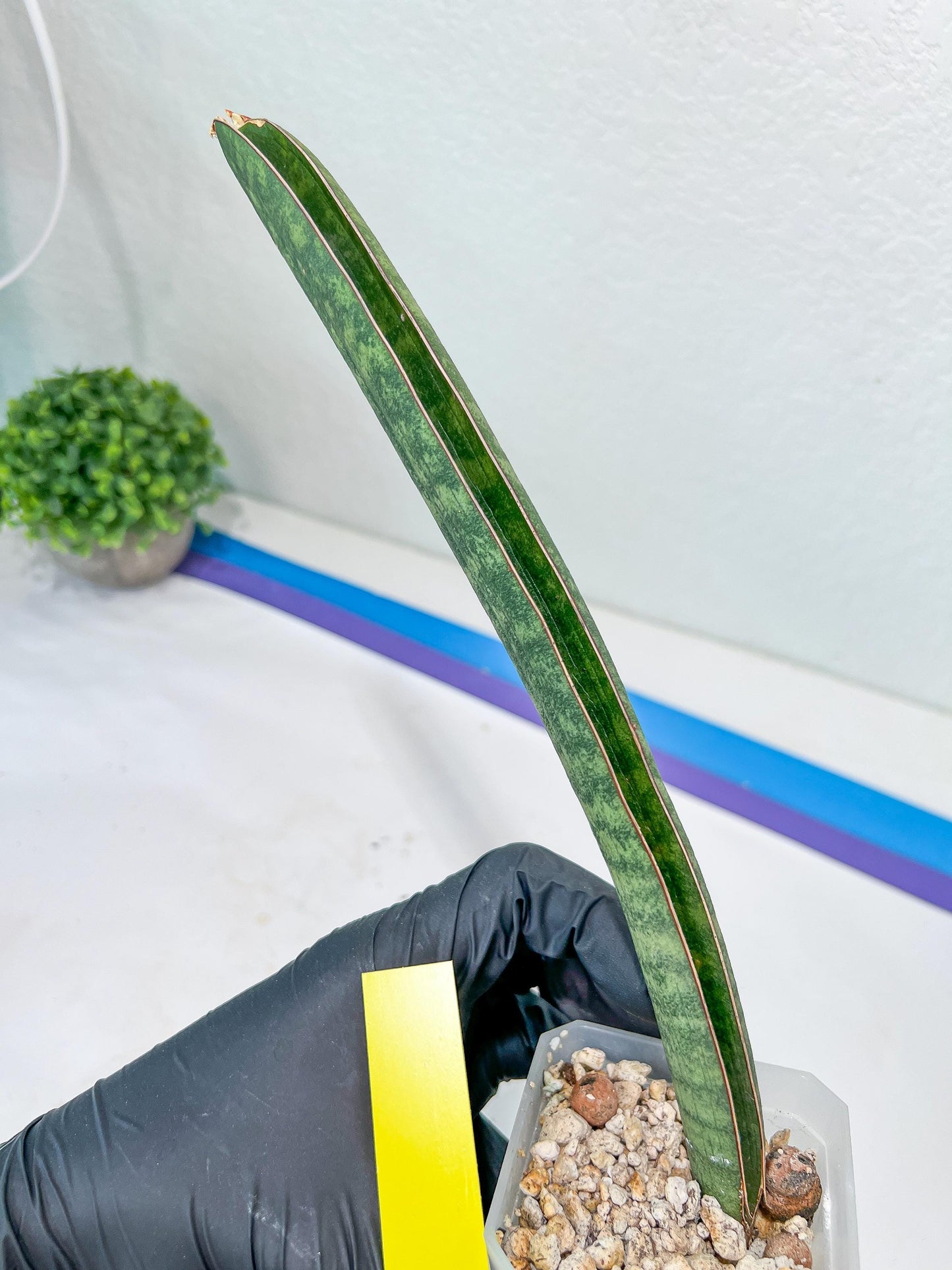 Sansevieria Baseball Bat (#E3) | CImported Plants | Rare Hybrid Species